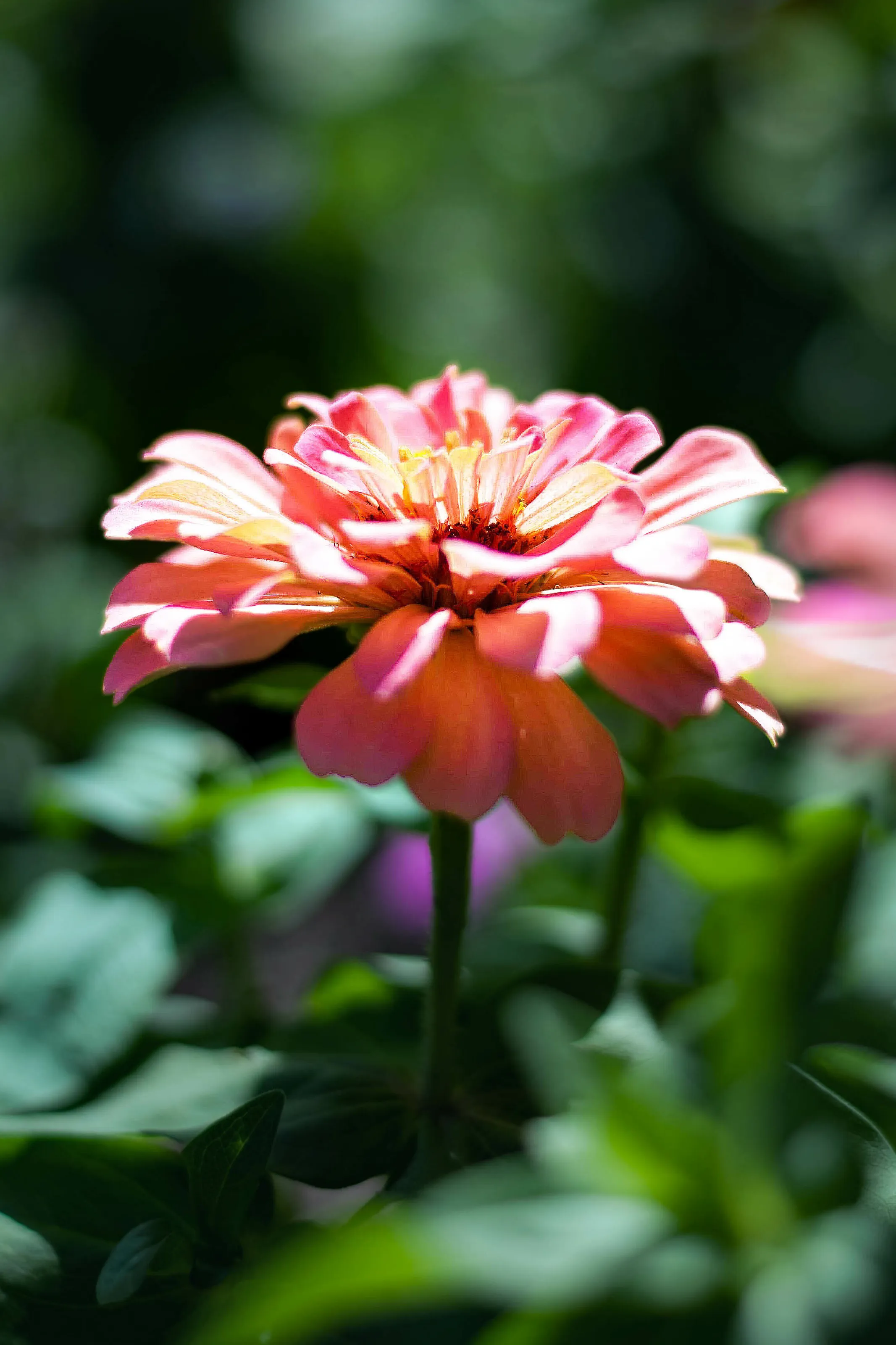 New Bloom