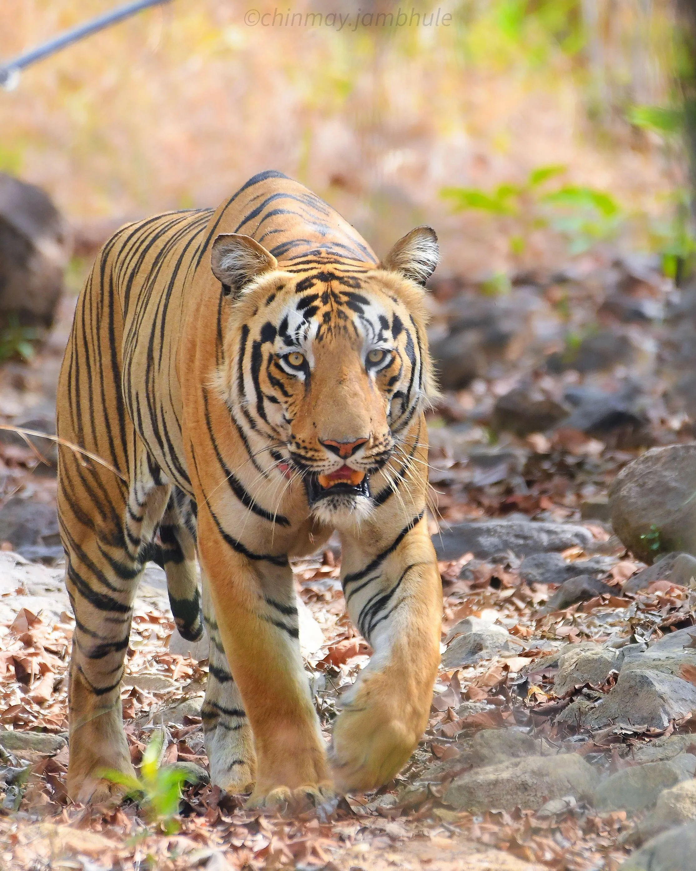 Tiger headon..