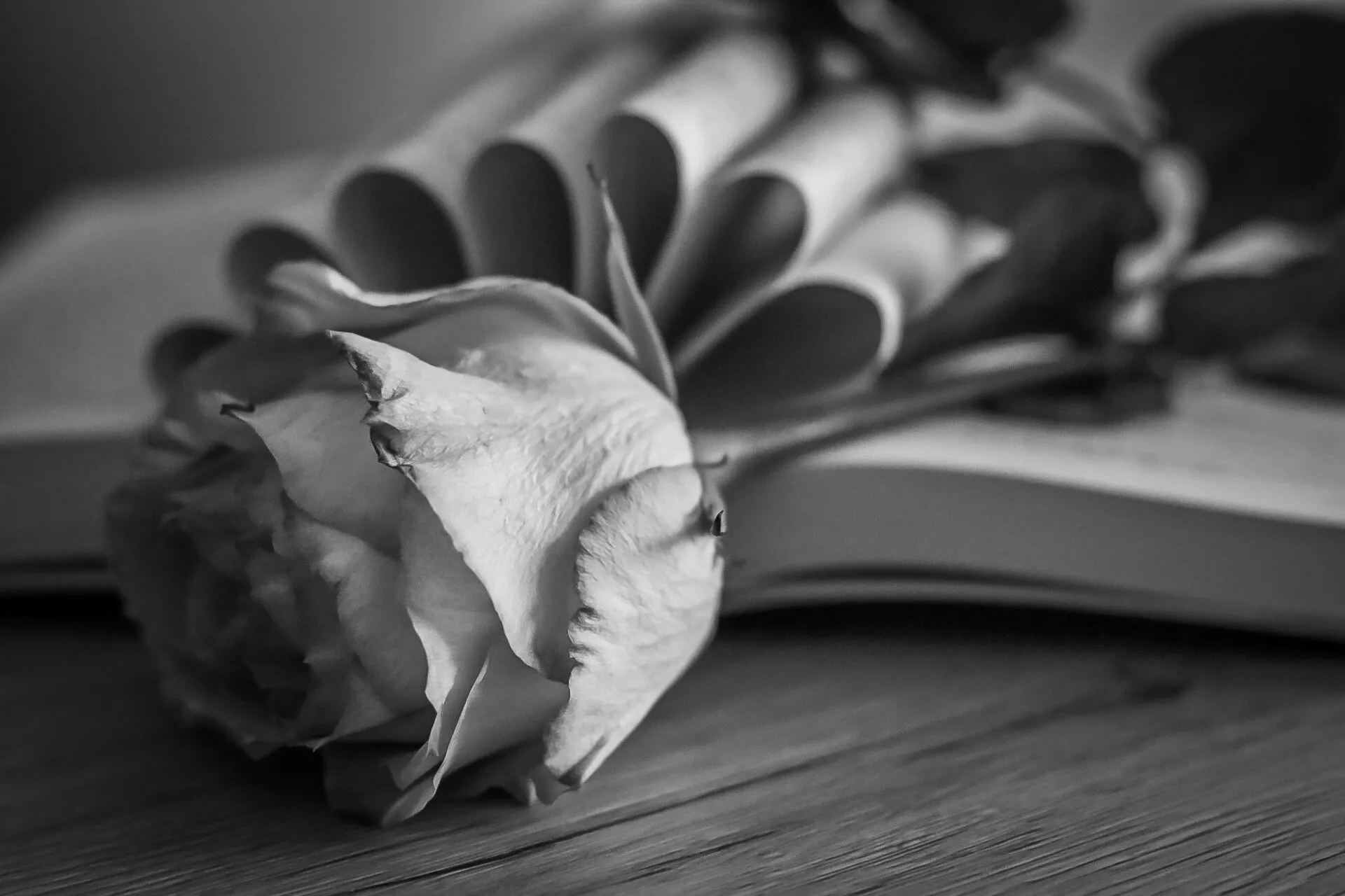 Afternoon rose