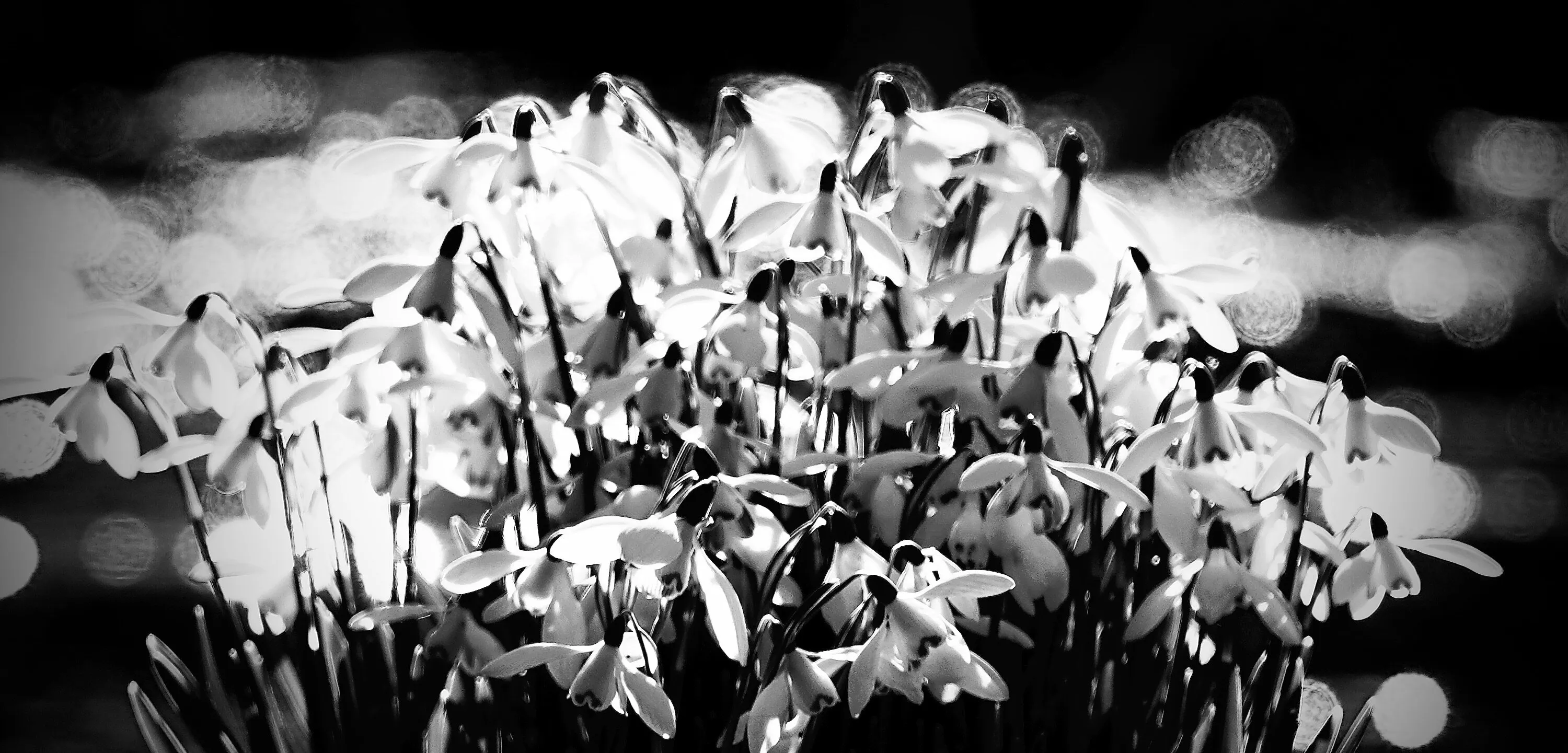 Snowdrops