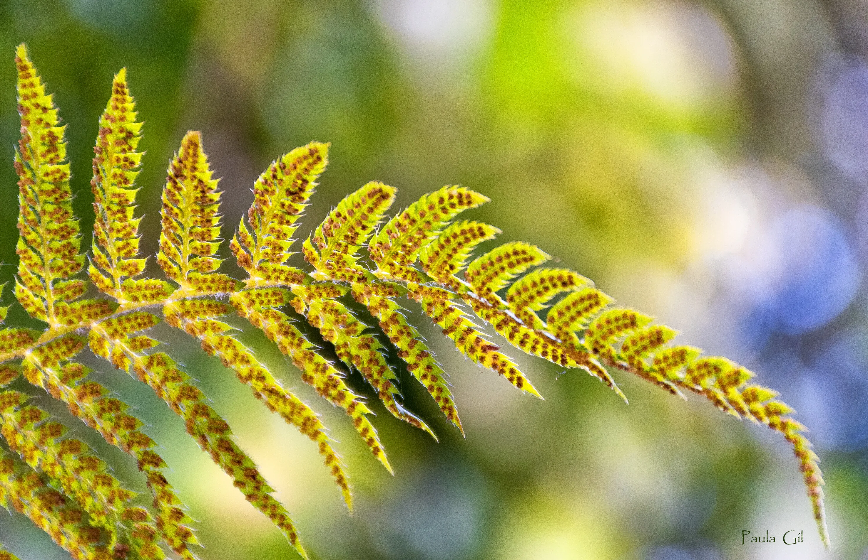Bokeh