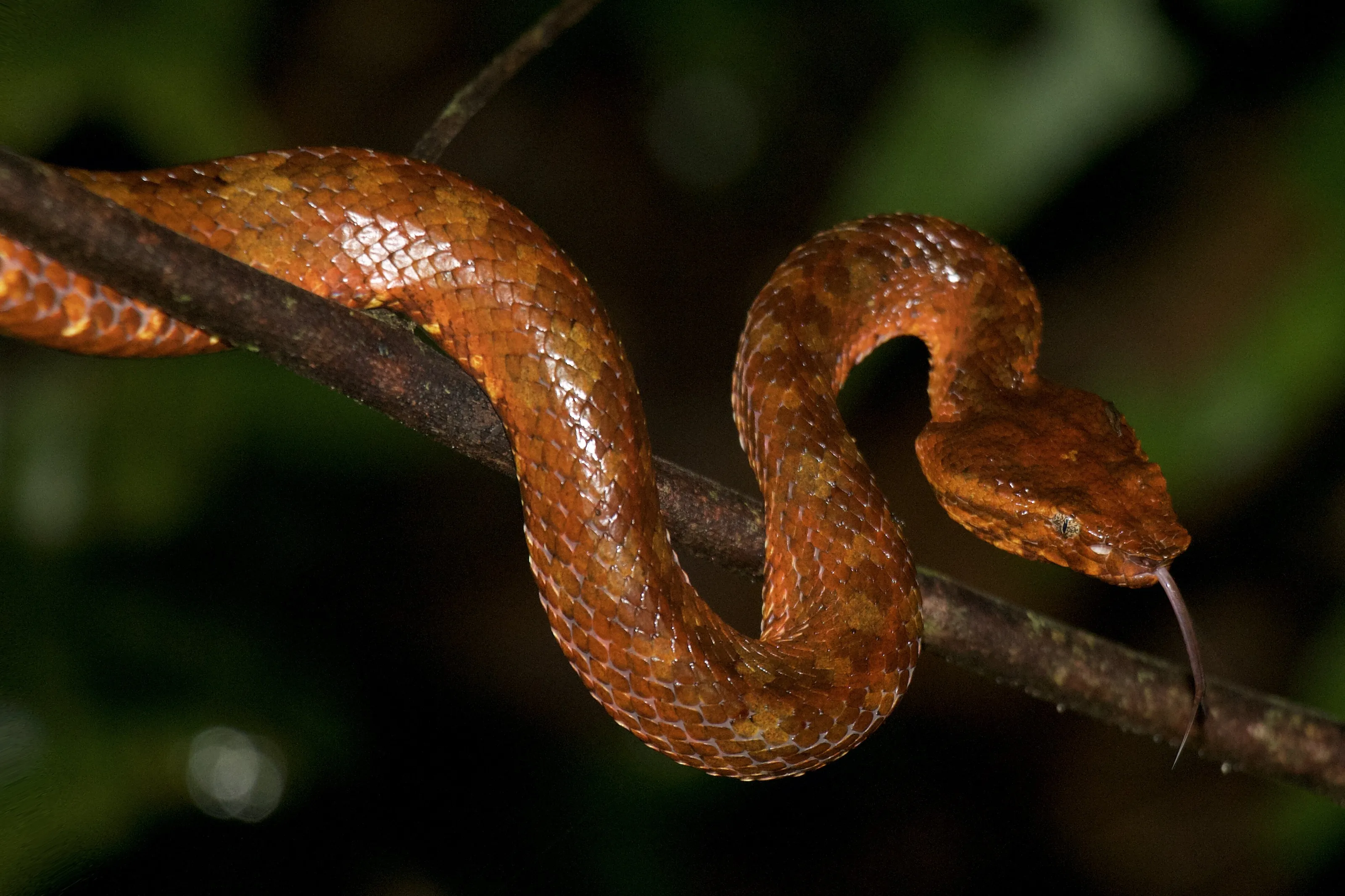 Leaf-Nosed Pit Viper