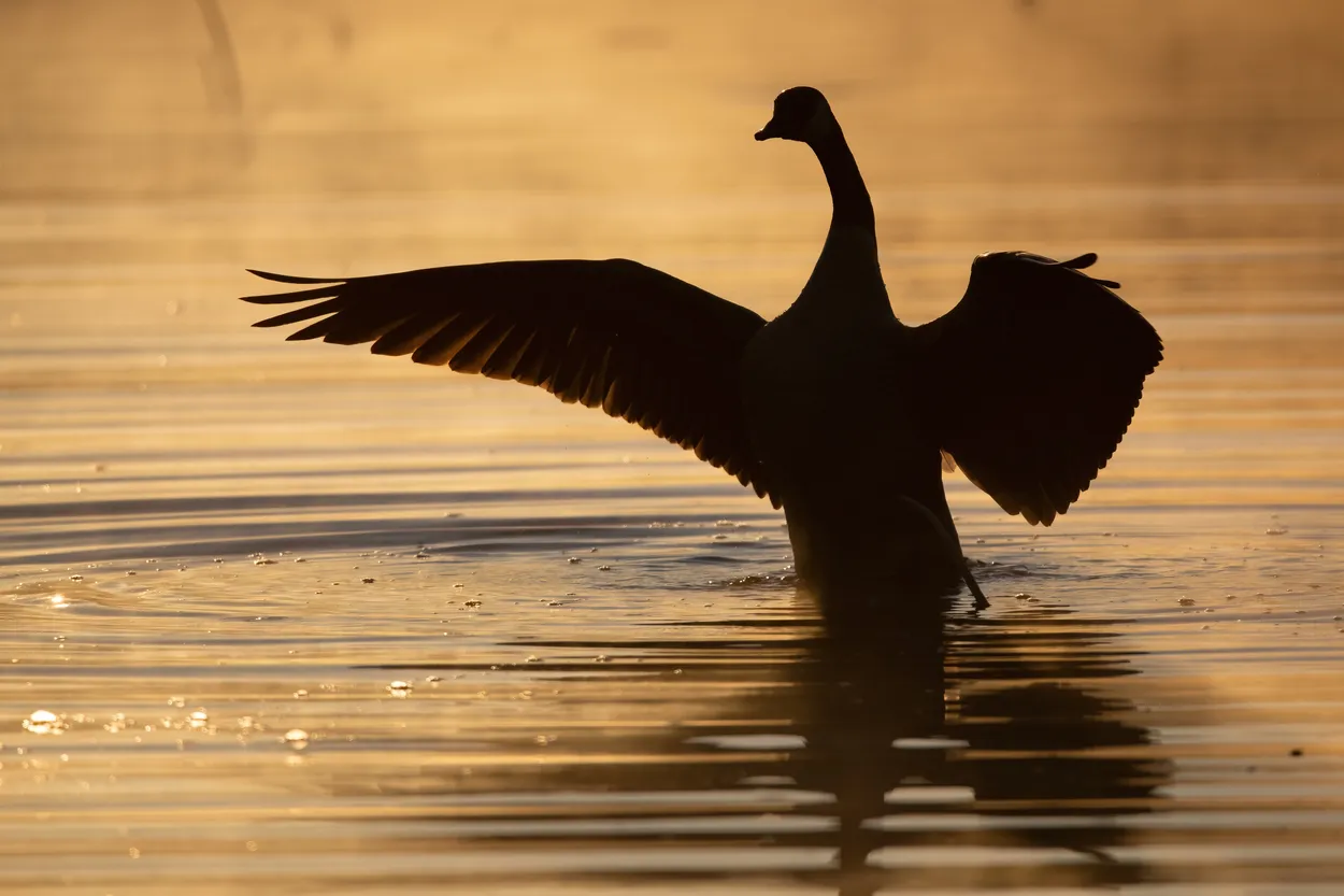 Entry 17677348