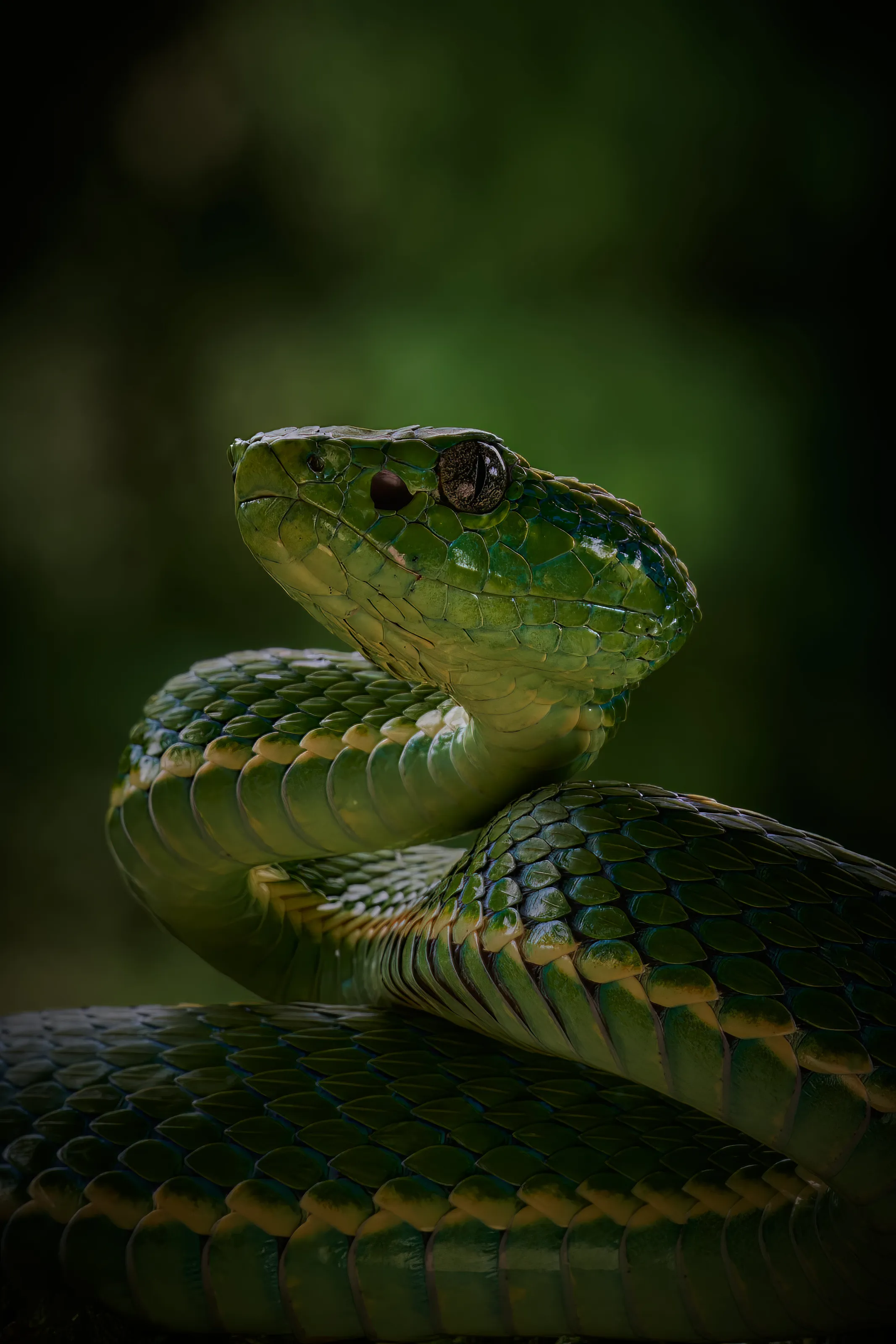 "Bothriechis lateralis", Green Palm Viper.