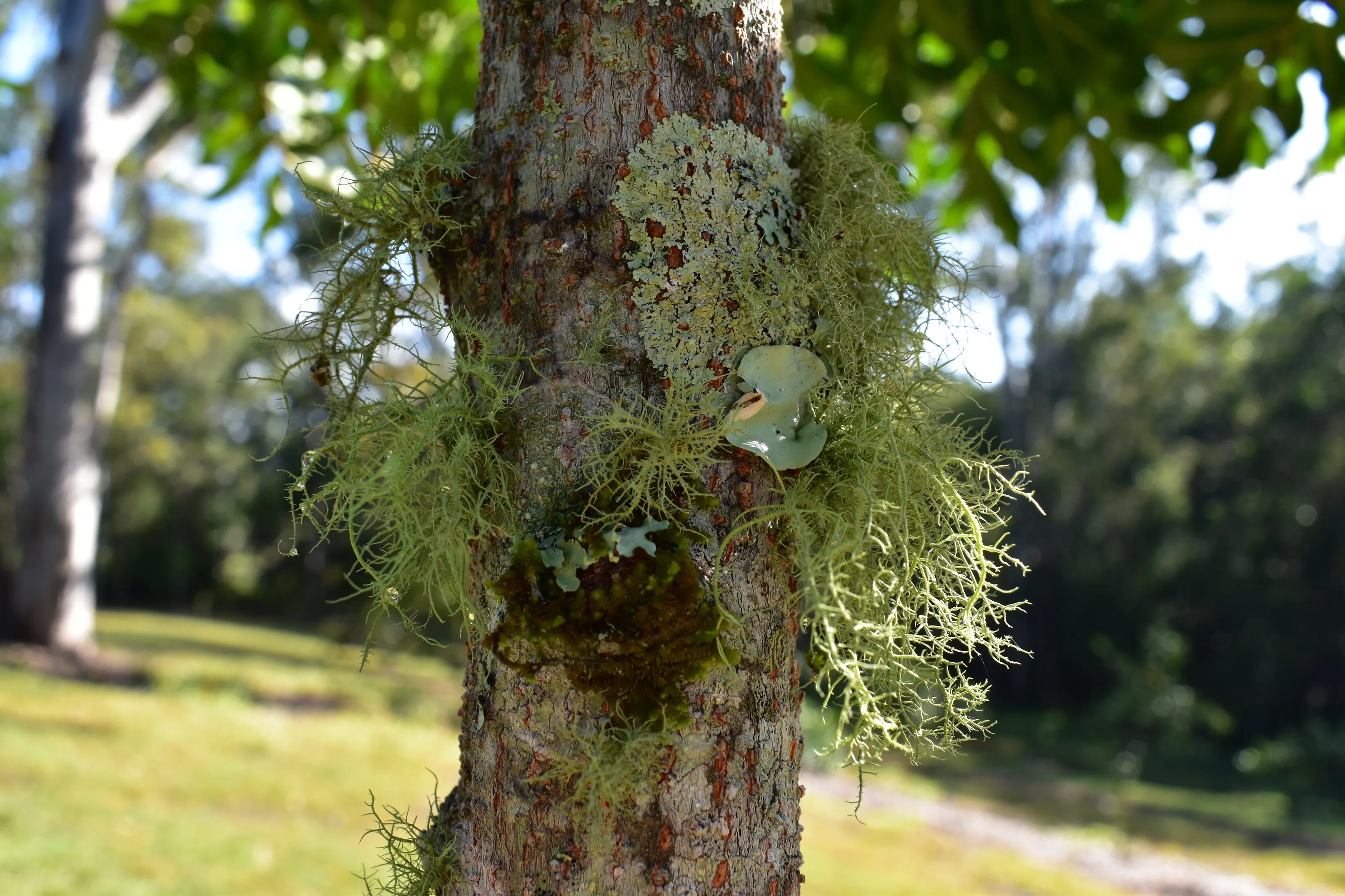 Nature's Moss & Fungi