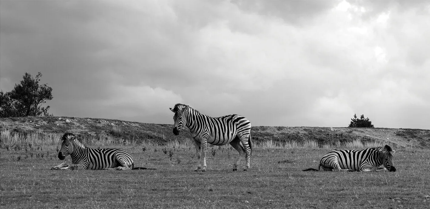 Zebra Trio