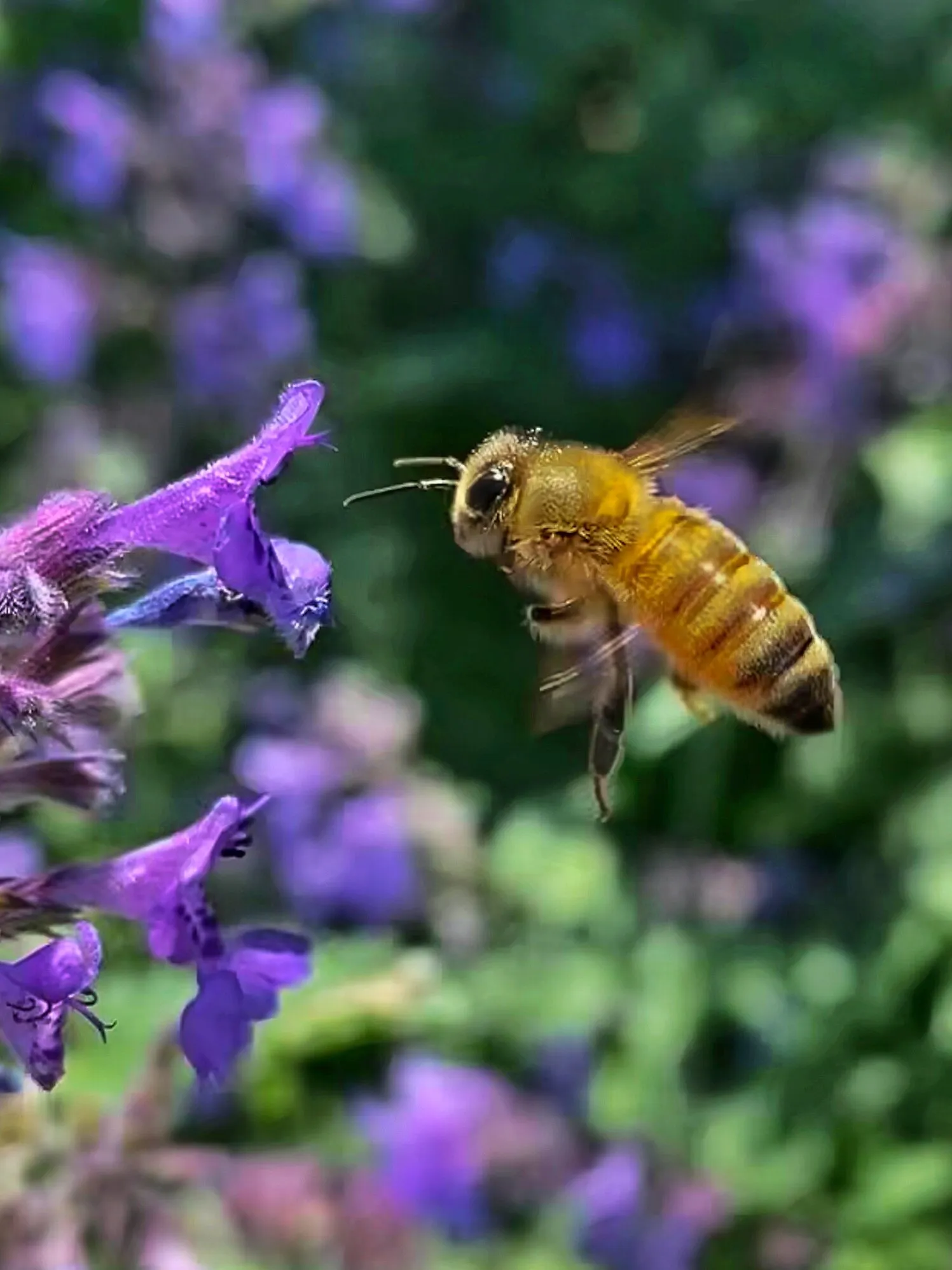 Western Honey bee on Salvia petentis indigo flowers