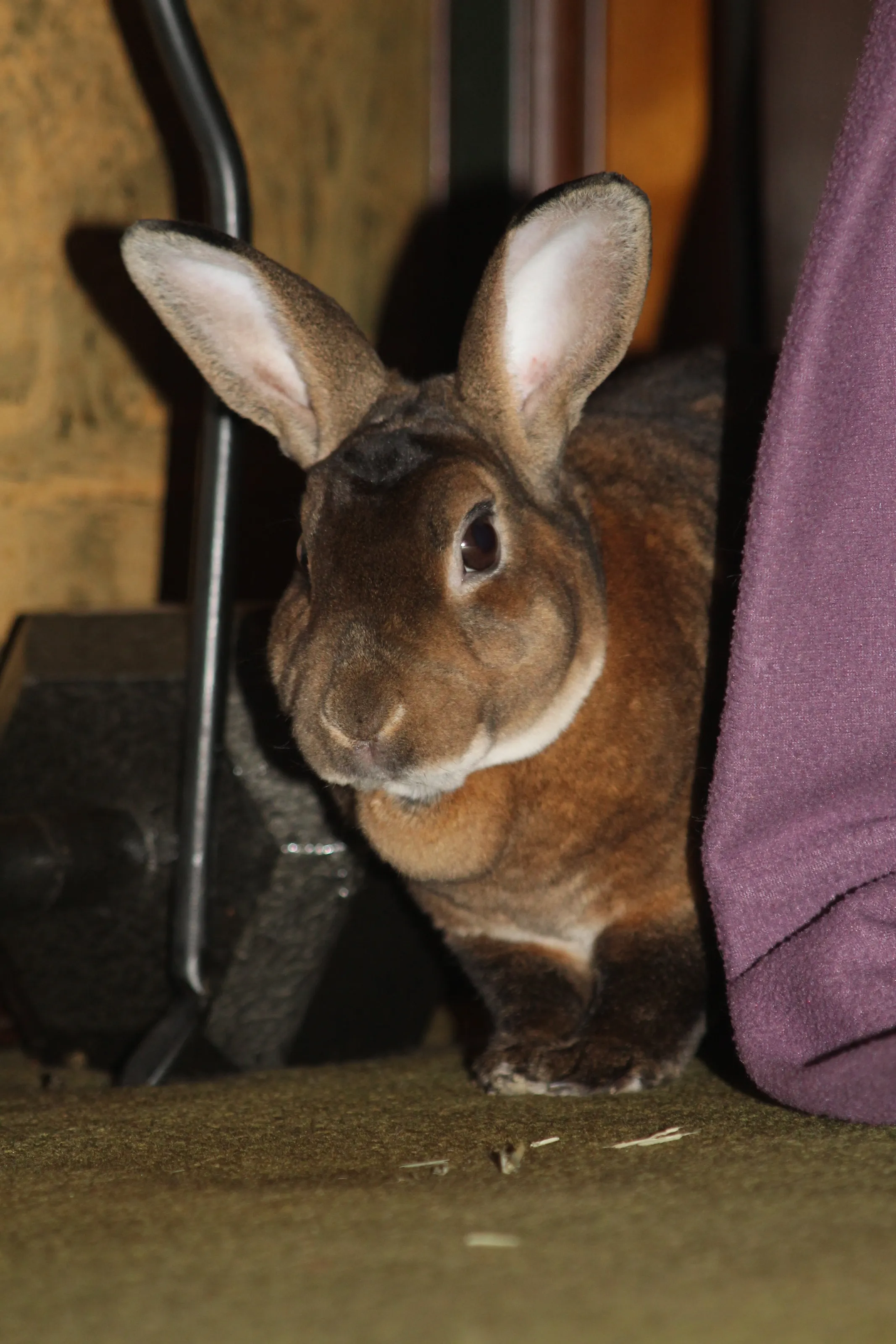 My pet bunny