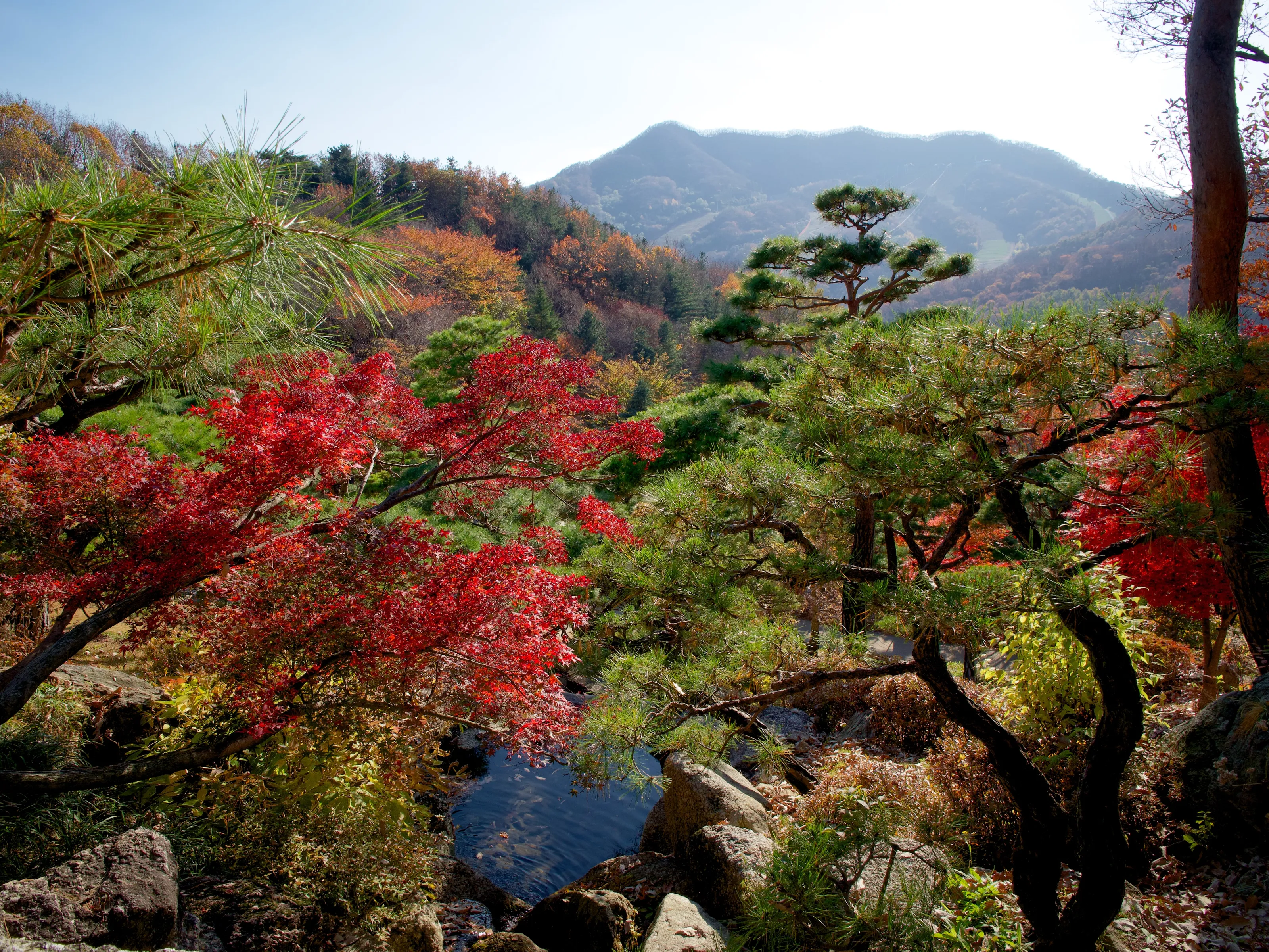 Hwadam Forest
