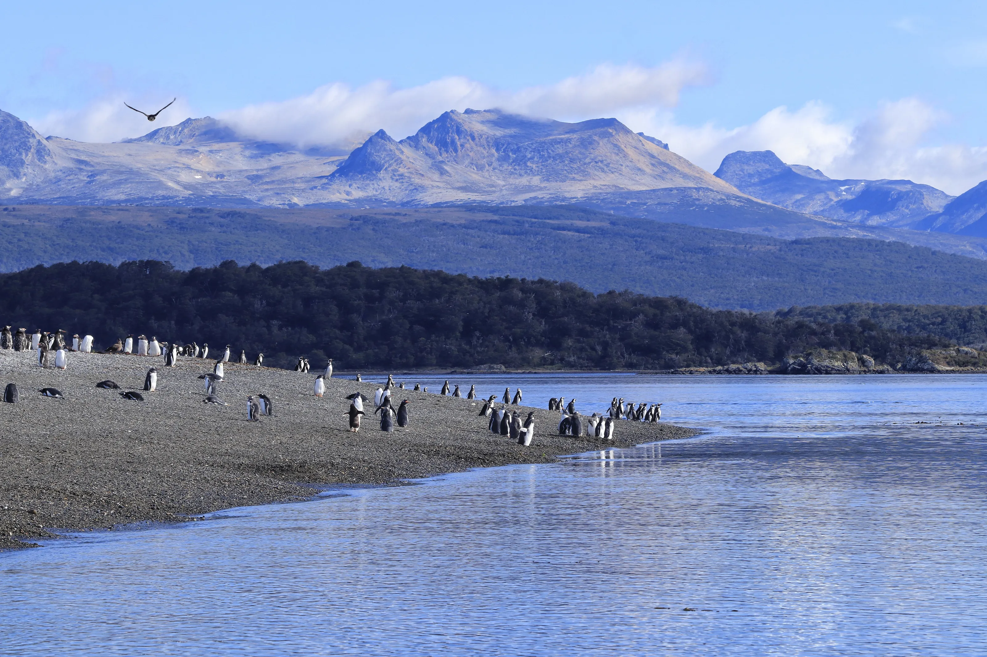 Wildlife of The Beagle Channel