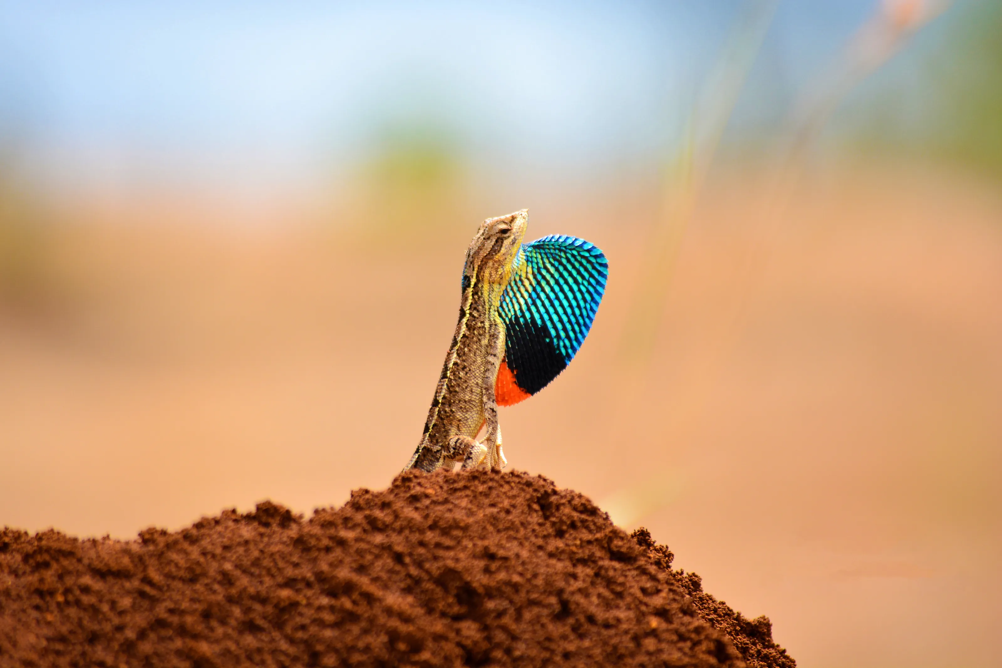 Fan-throat Lizard