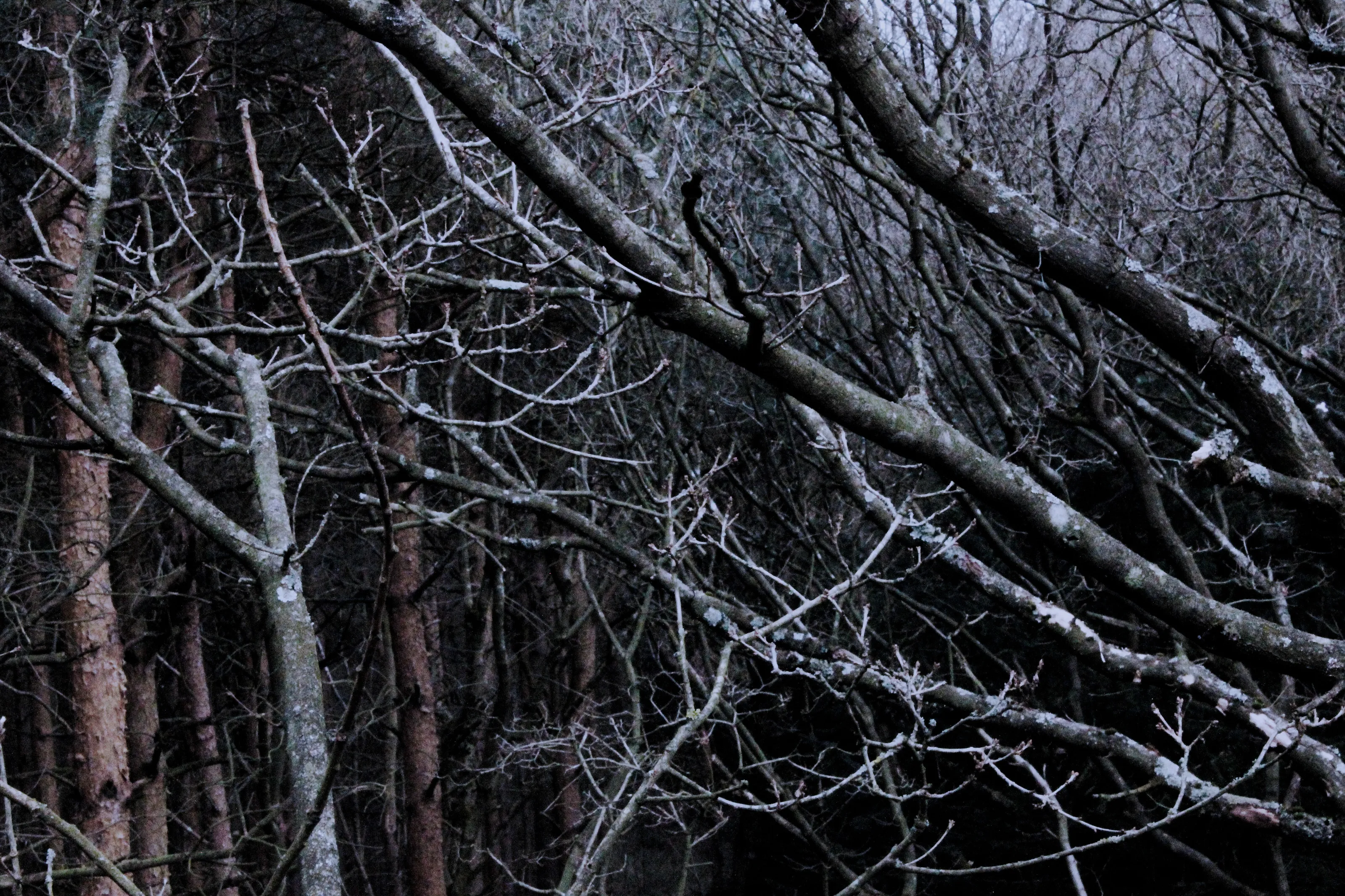 In to the dark