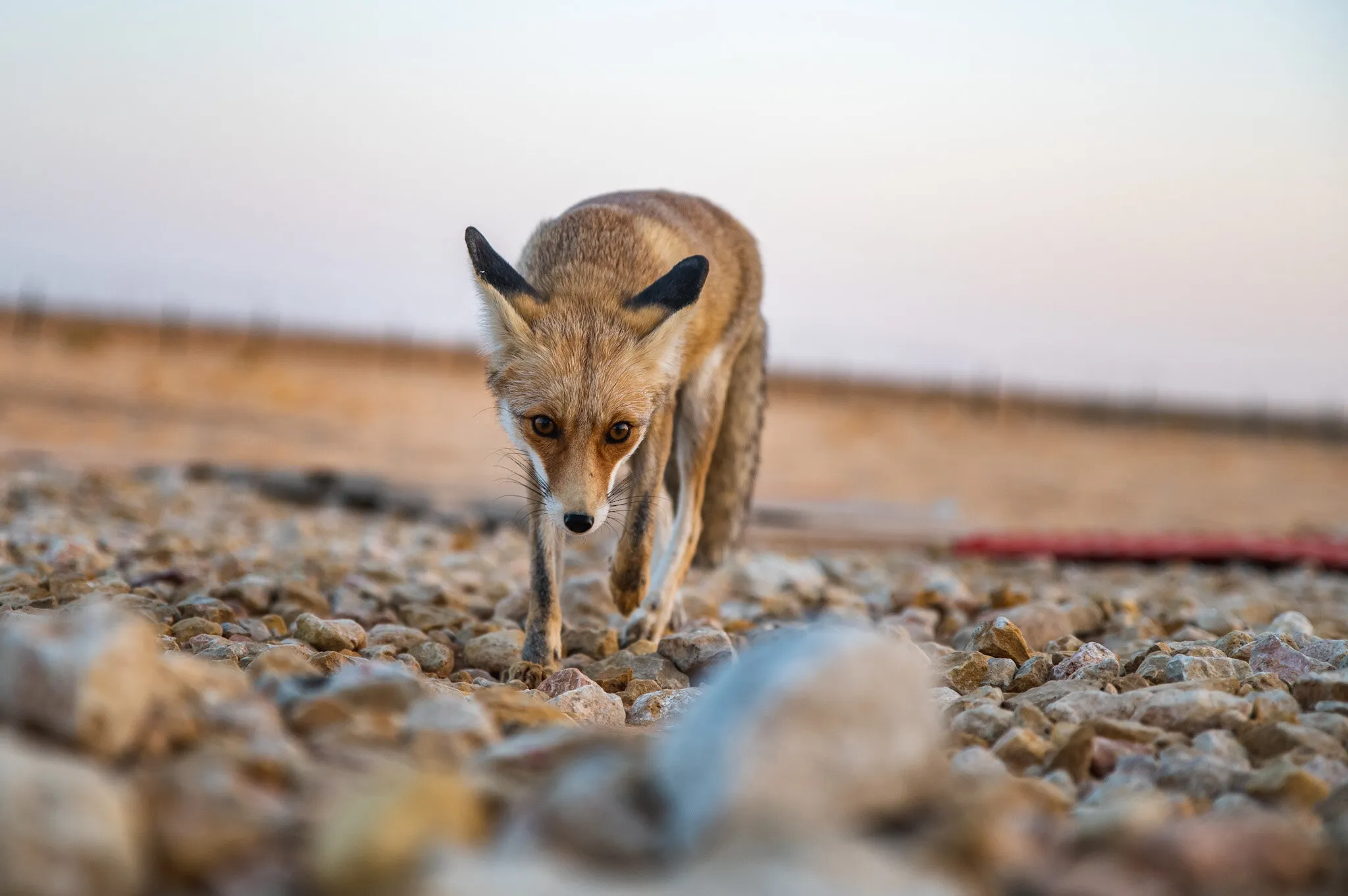 A fox named Charlie!