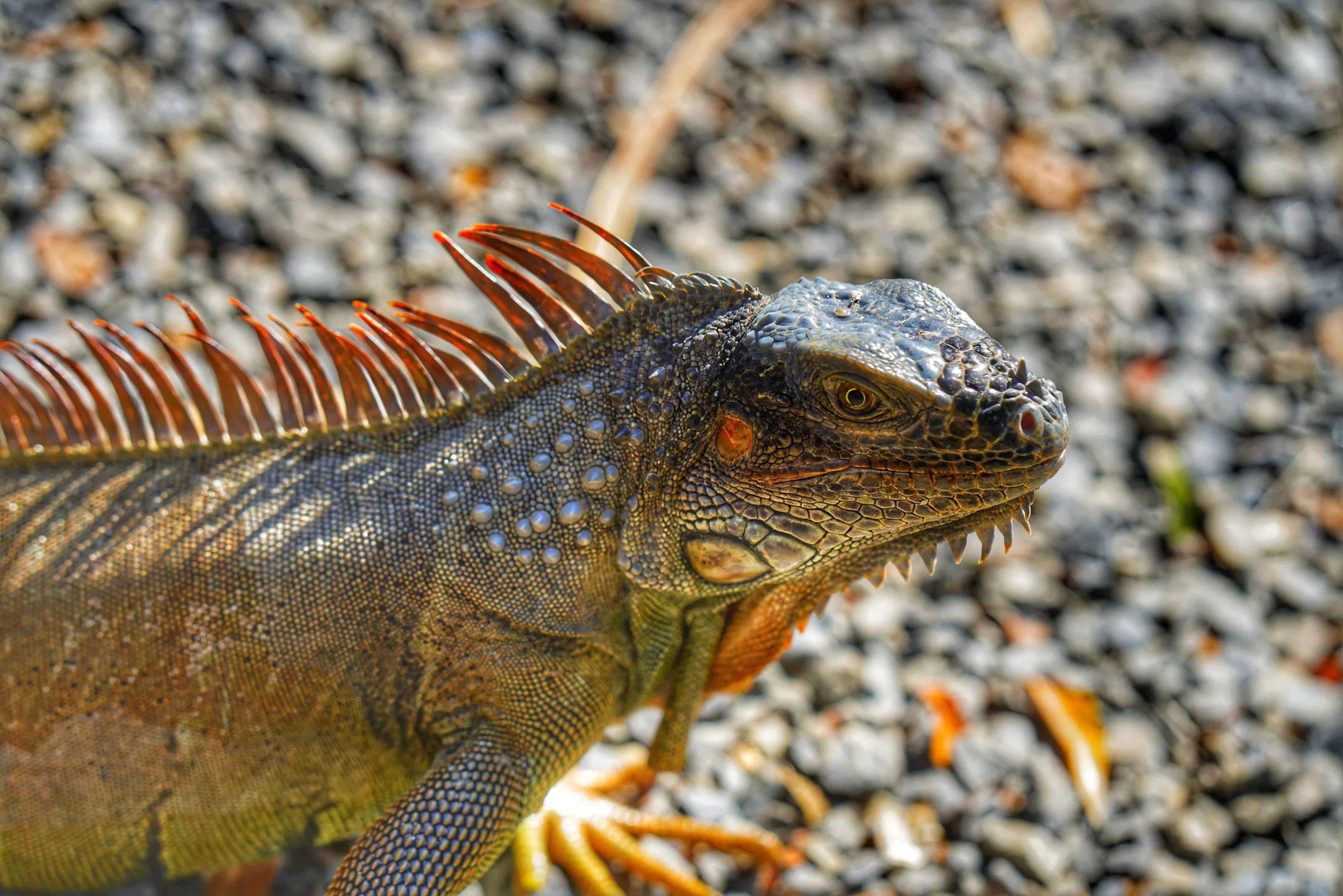 Iguana