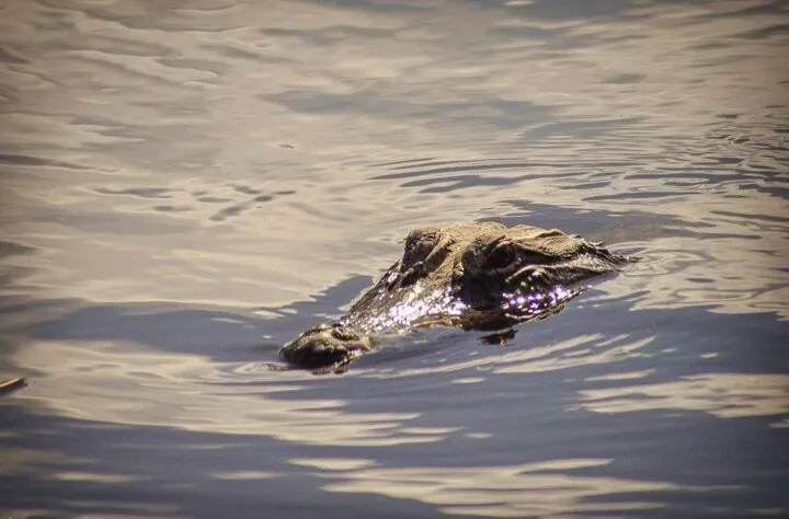 Gator in the Water