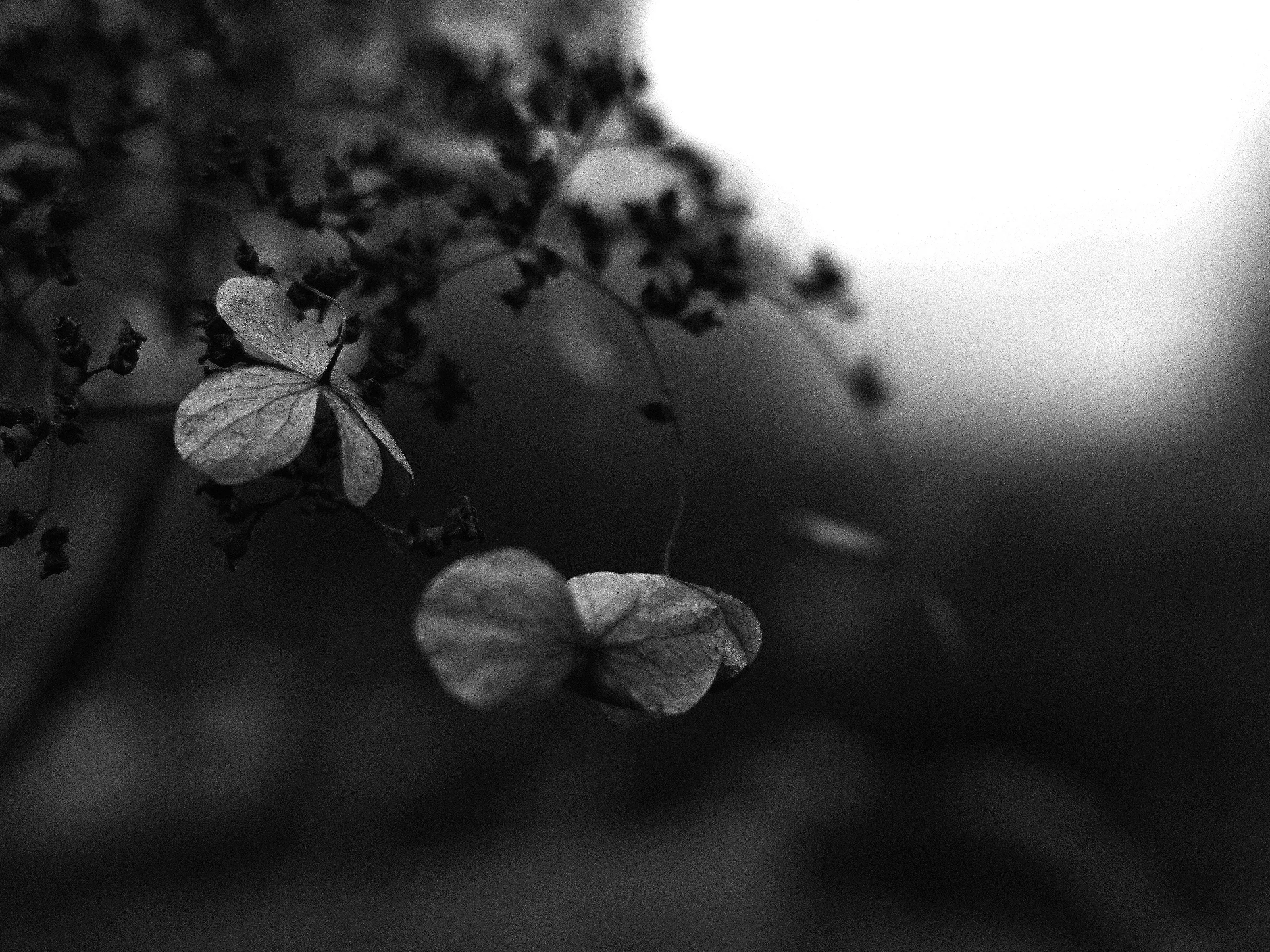 clotting into existence