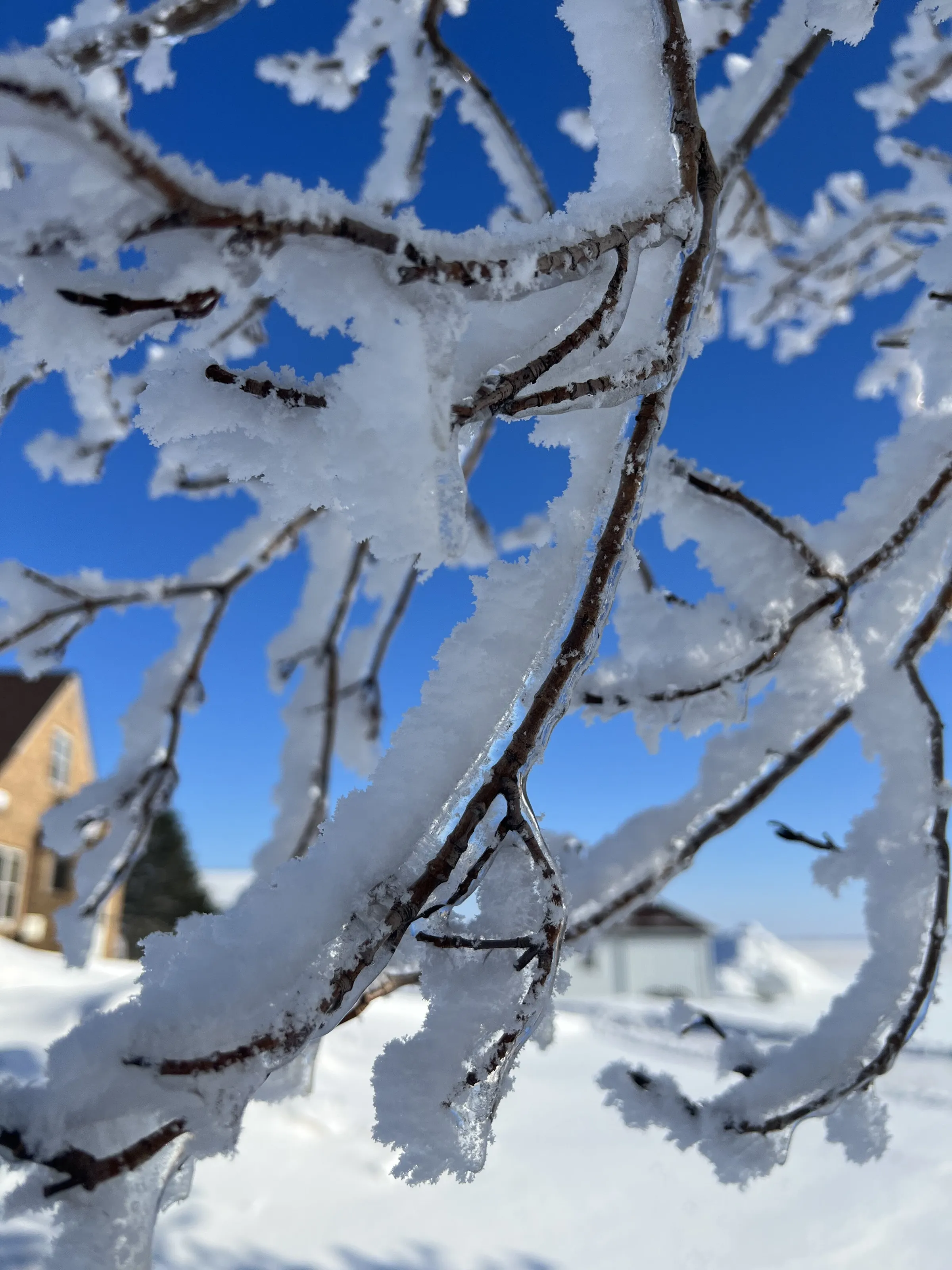Hoar frost on a cold winter day