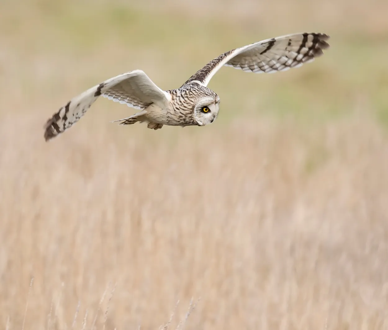 Entry 826503