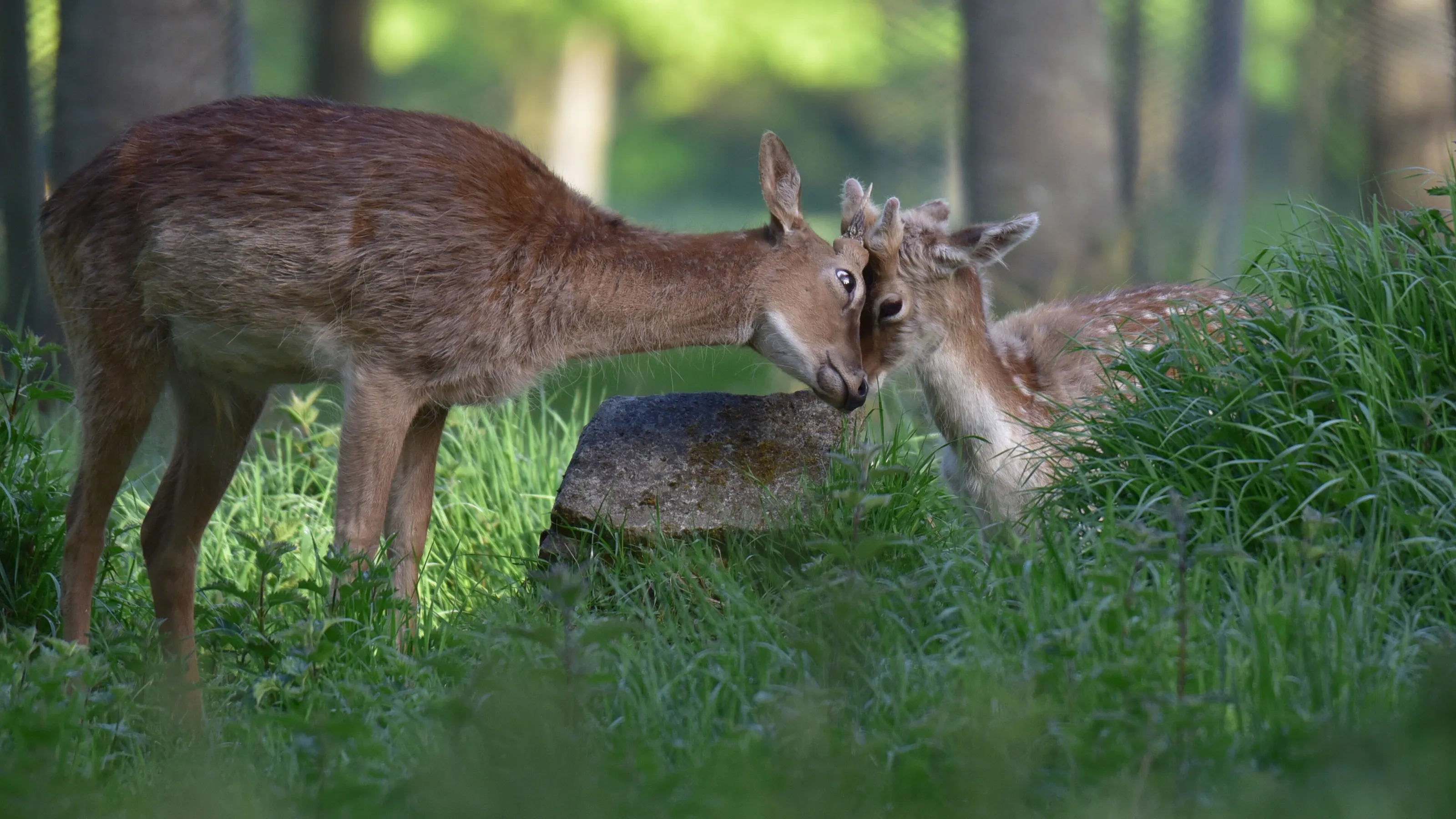 Deer,  true love