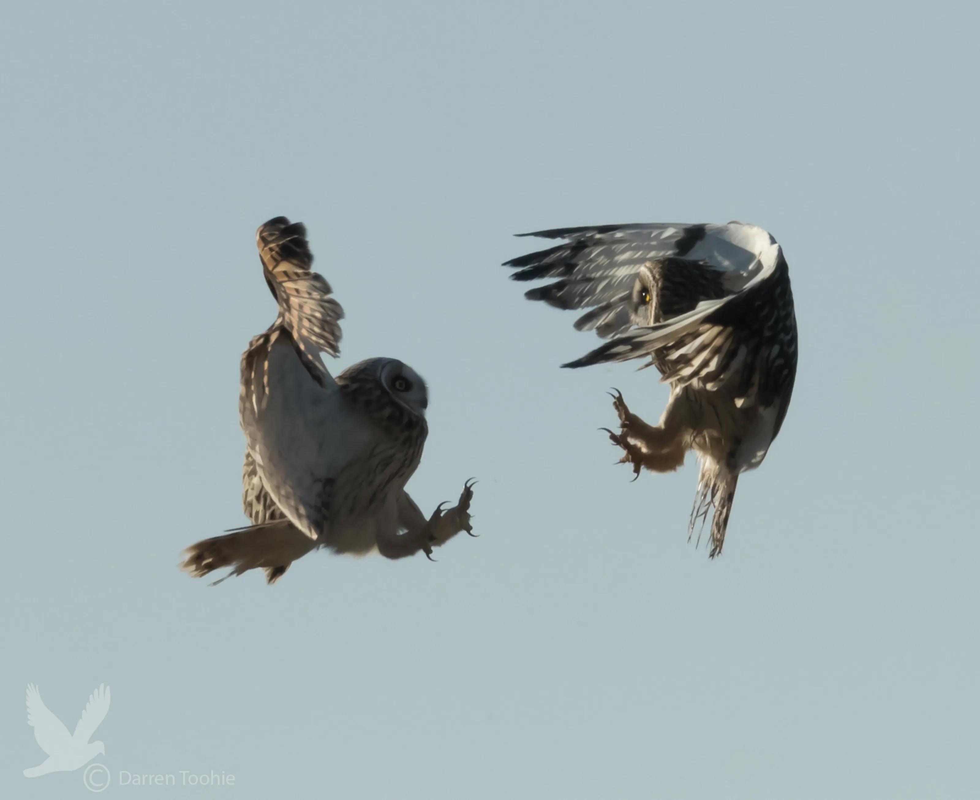 Short Eared Owls Confrontation