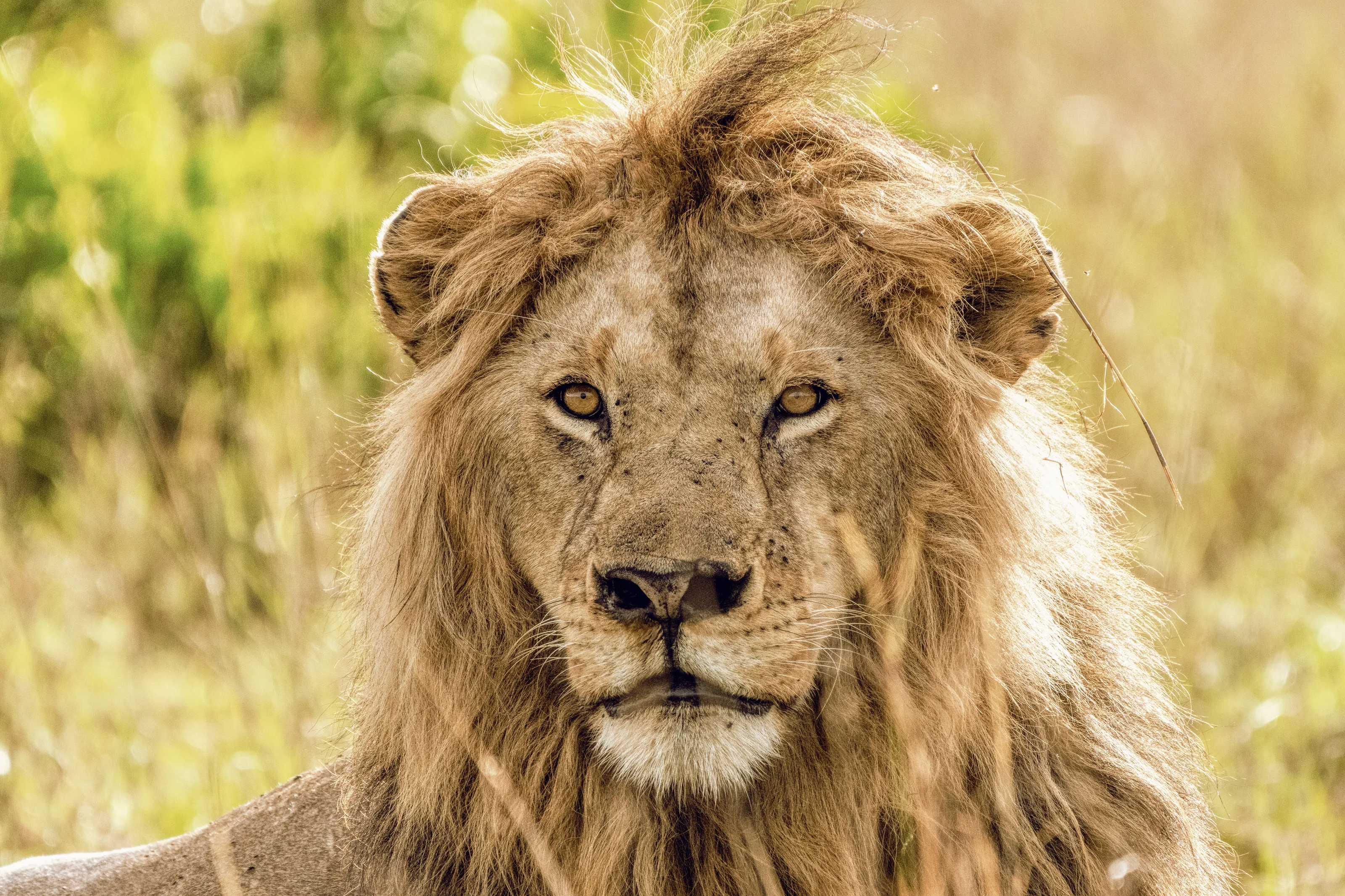 Real Lions don't use a (mane) brush