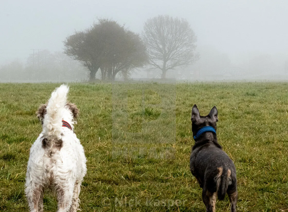 Misty Morning
