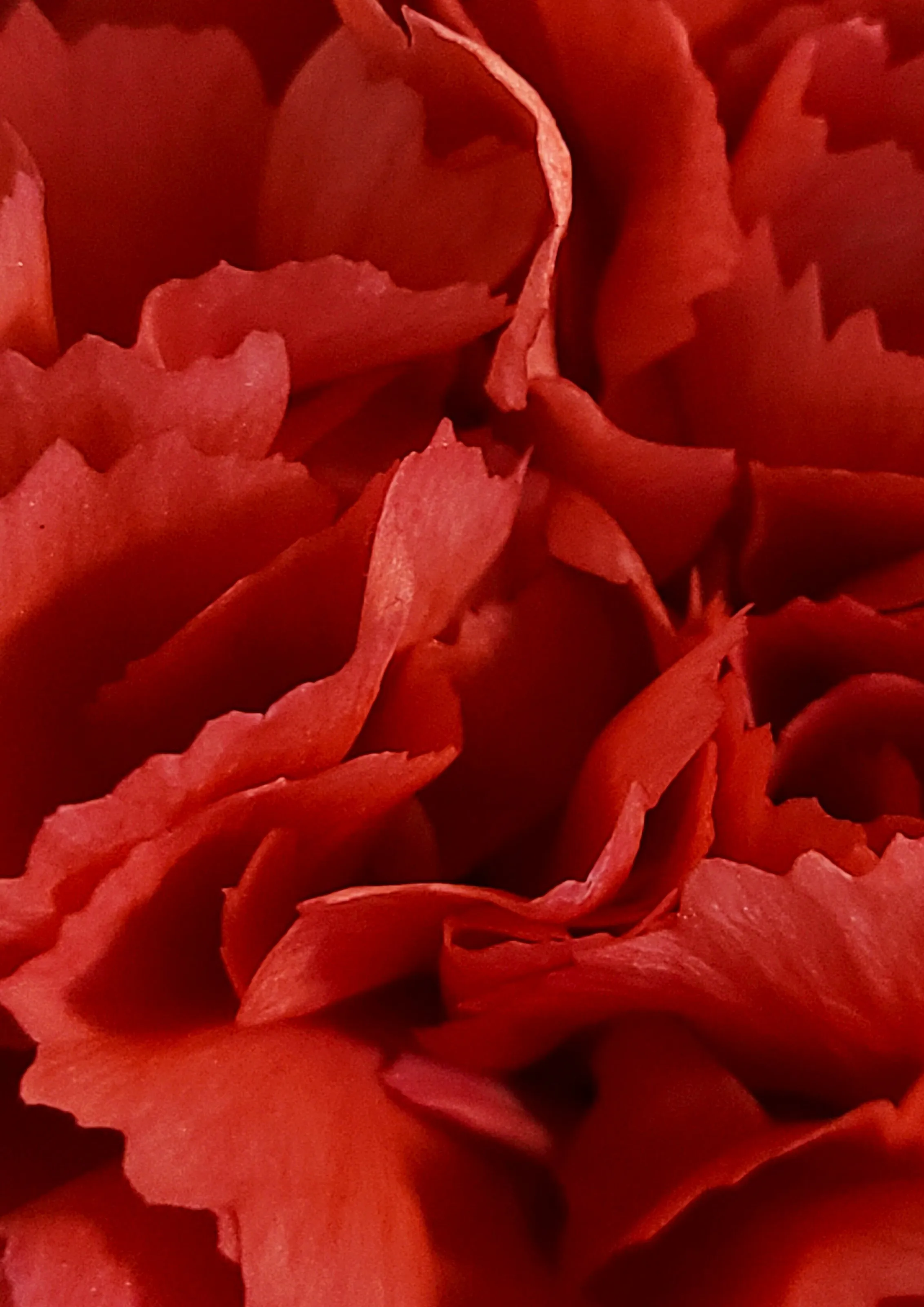 Red Carnation 2
