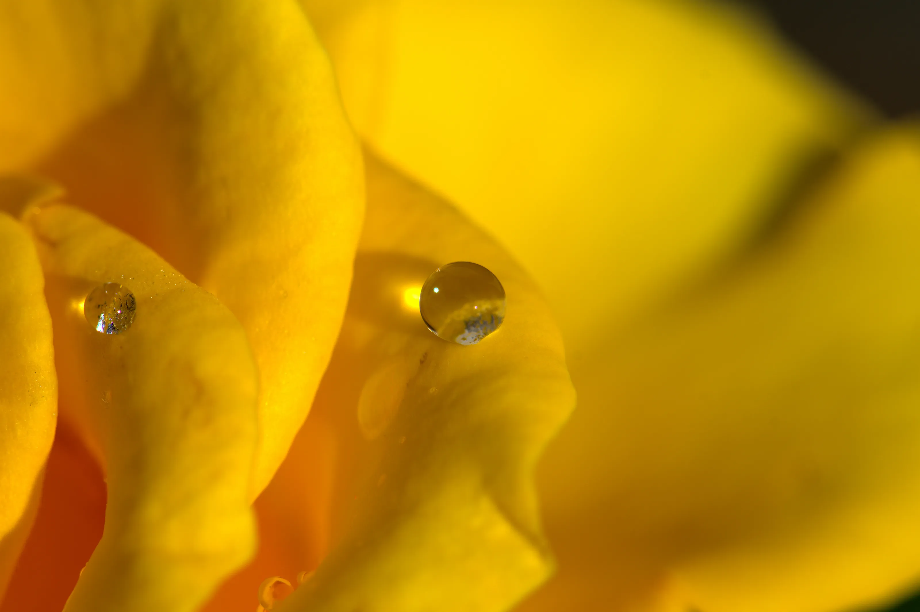 A drop of water in a yellow rose
