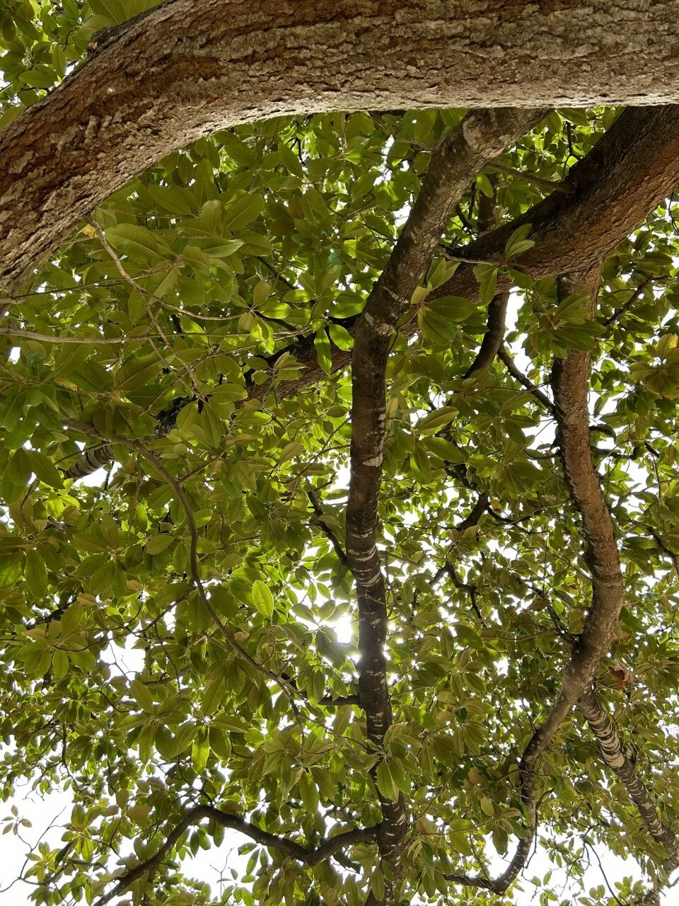 The little bits of light