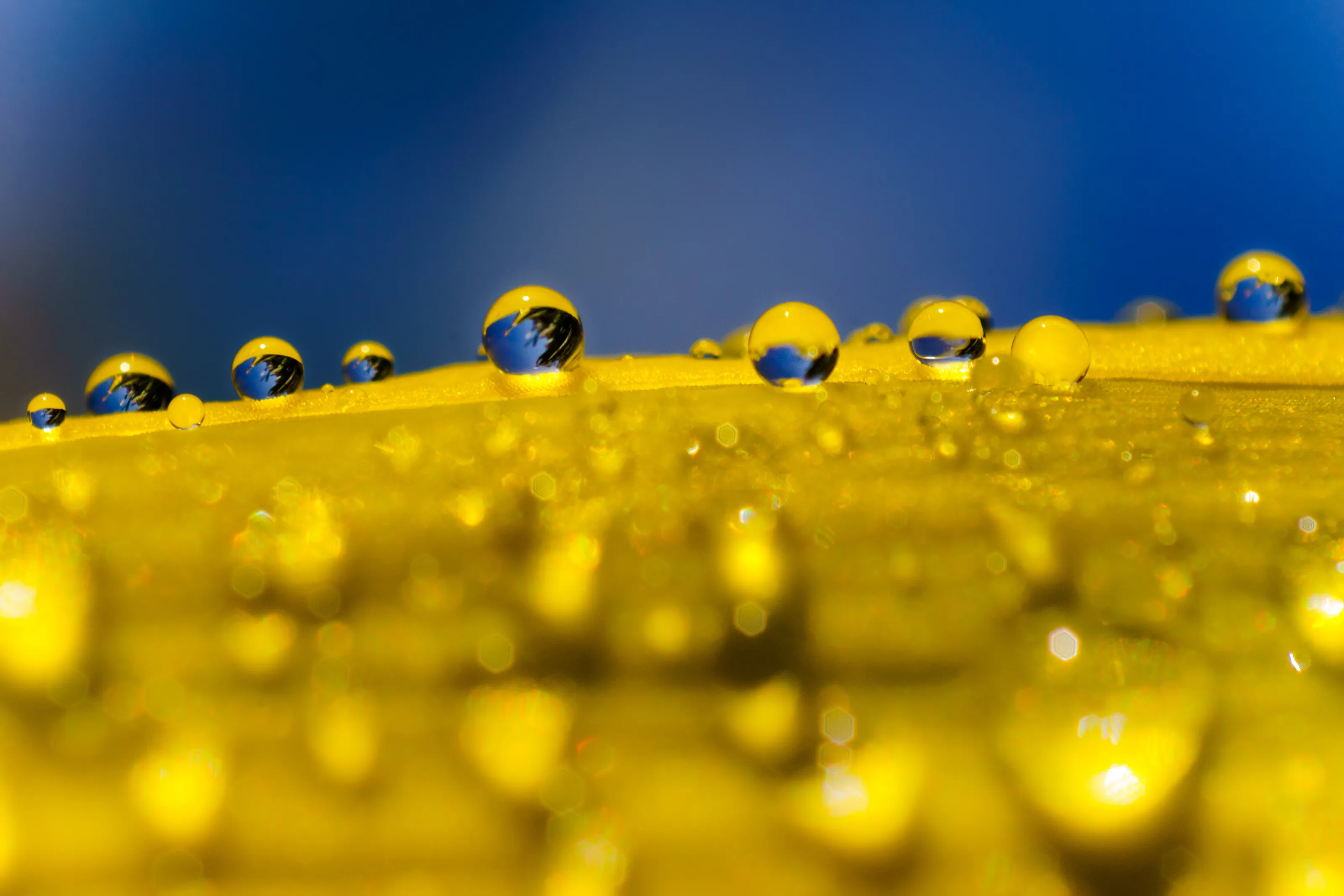 Drops on Yellow