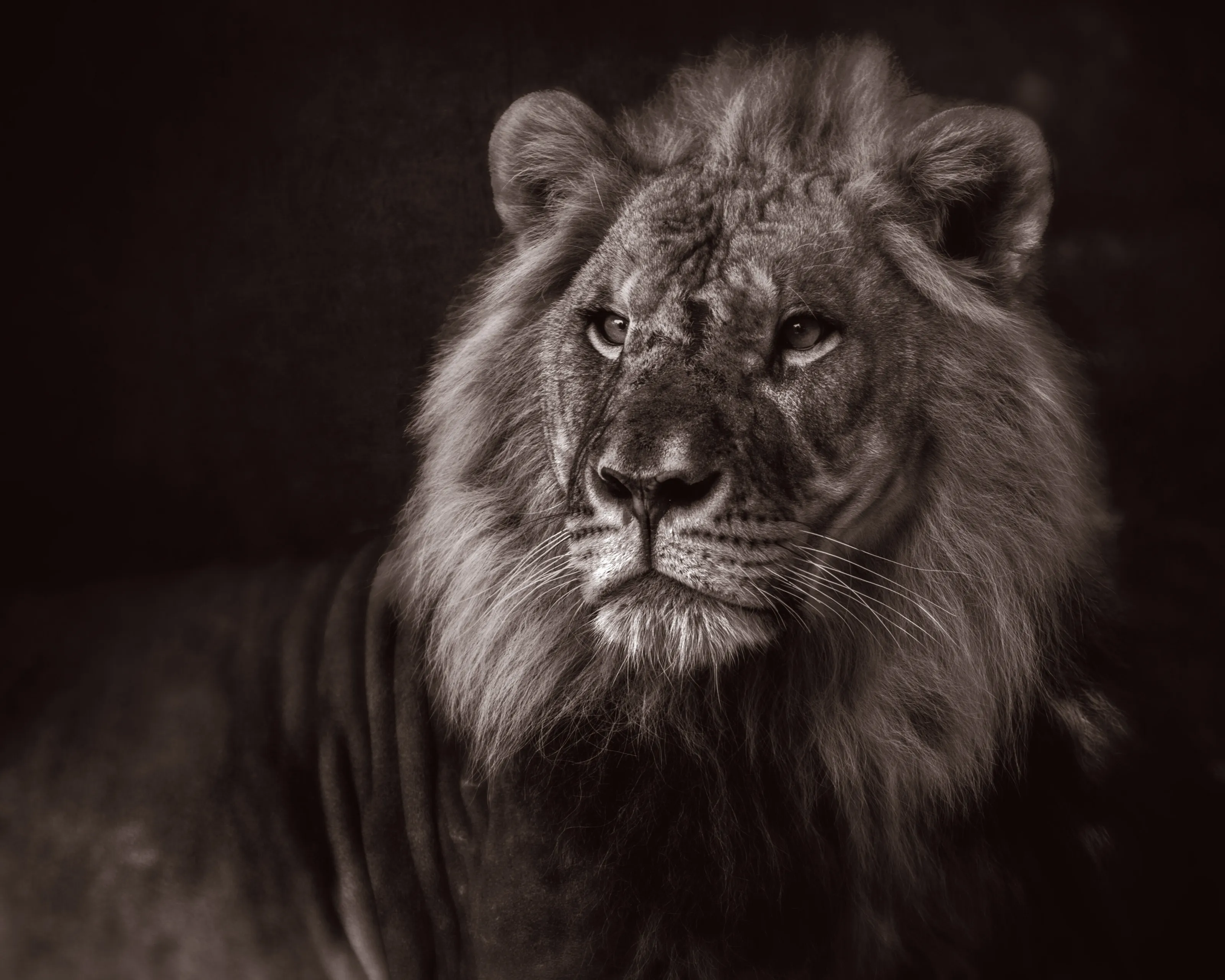 The King