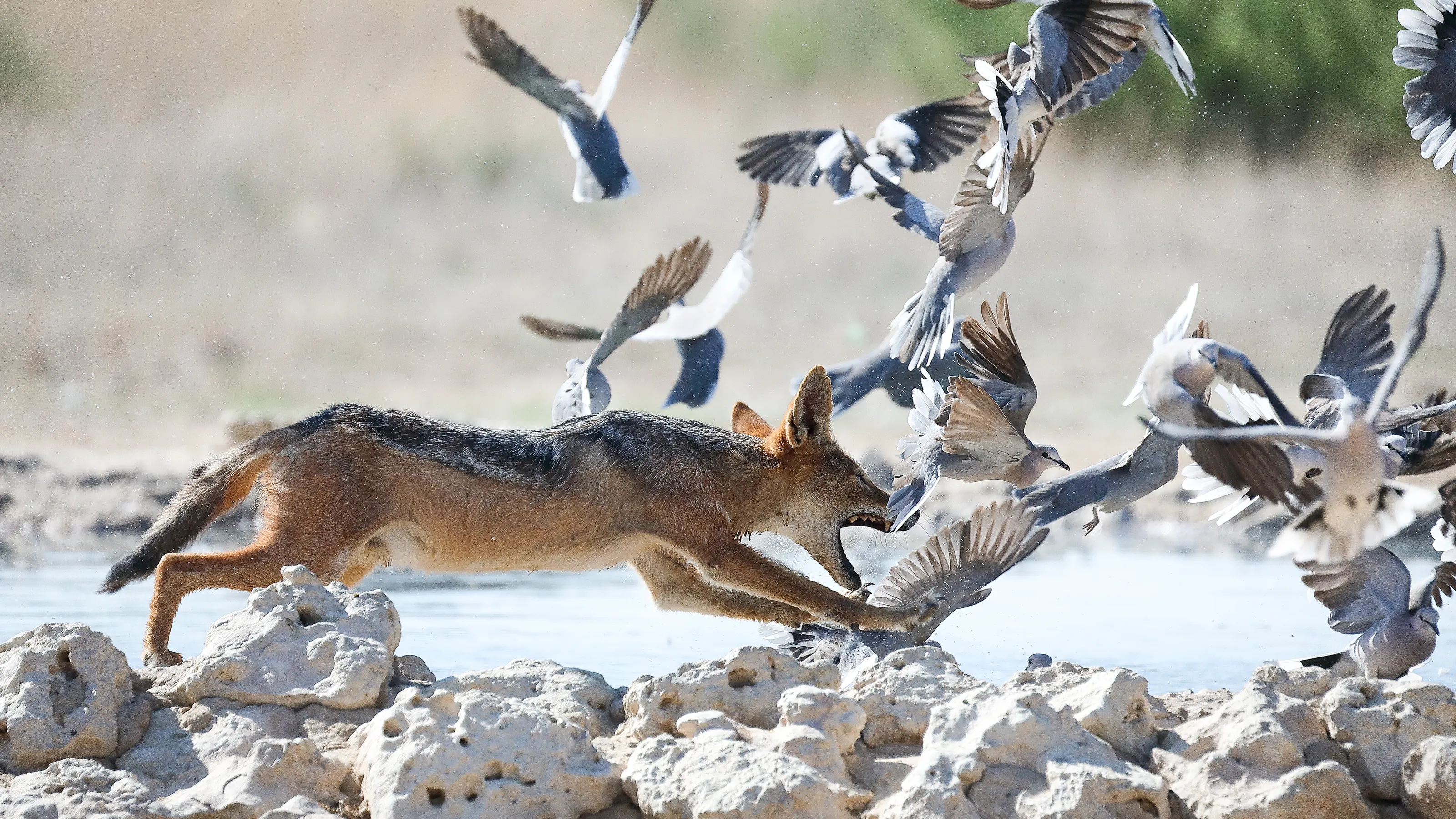 Jackal hunting doves, Kgalagadi Transfrontier Park