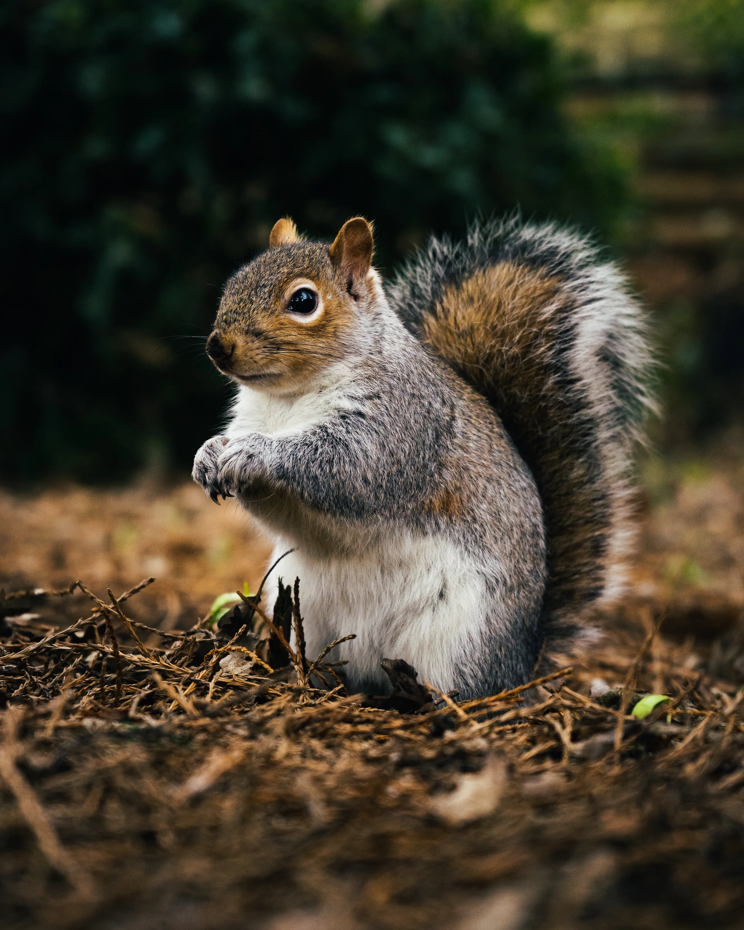 Squirrels need love to