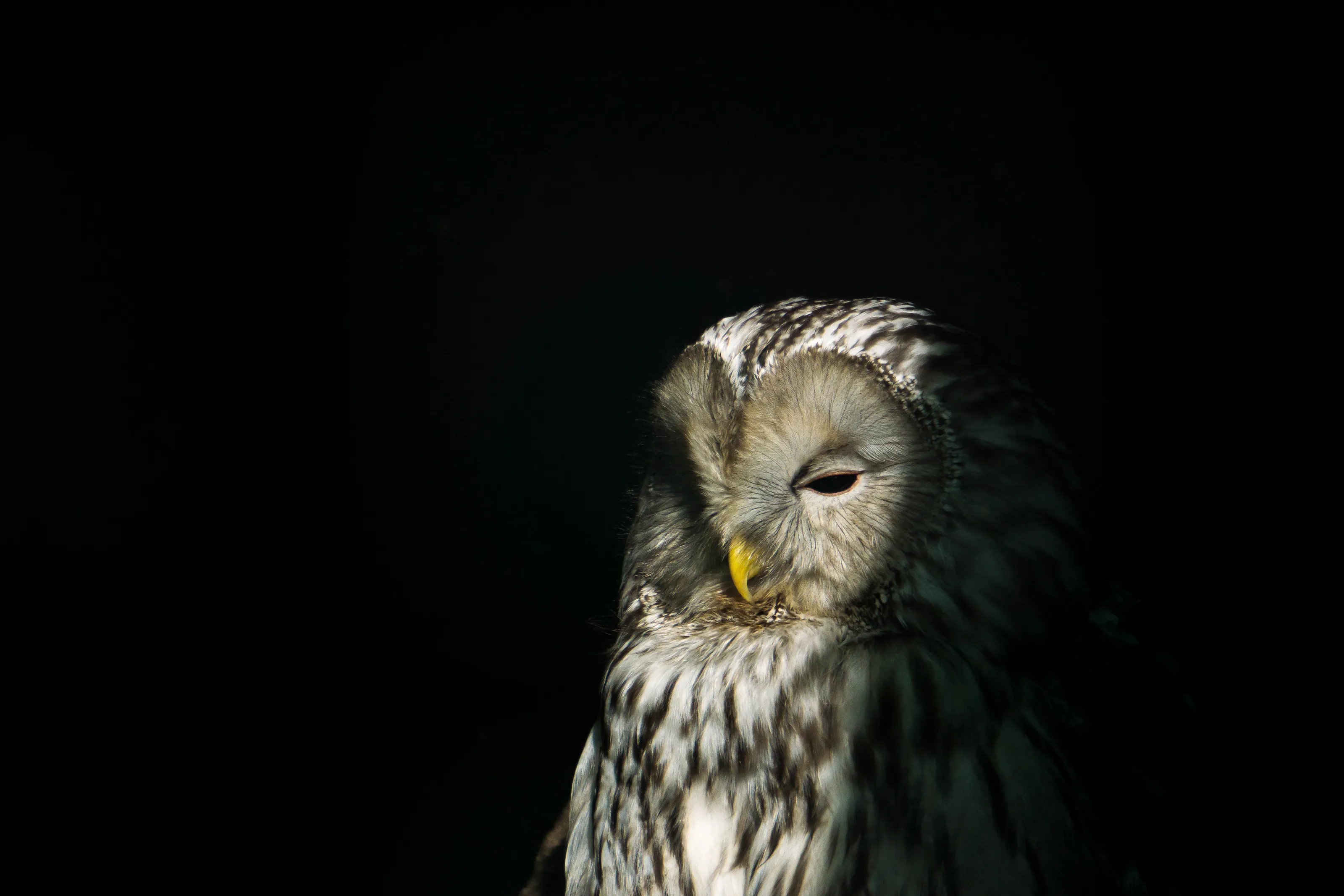 Ural Owl