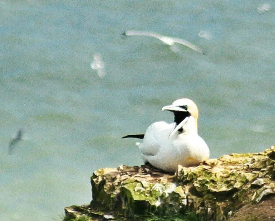 Laughing gannet