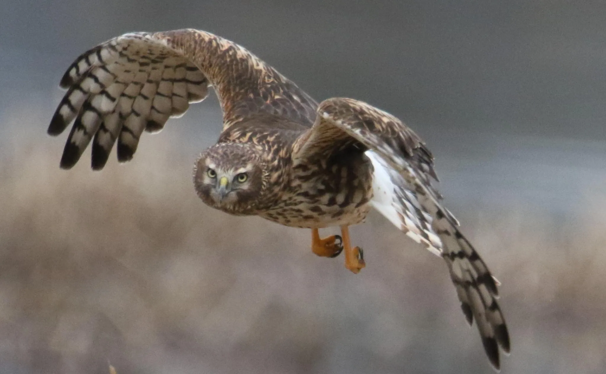 Swamp Hawk