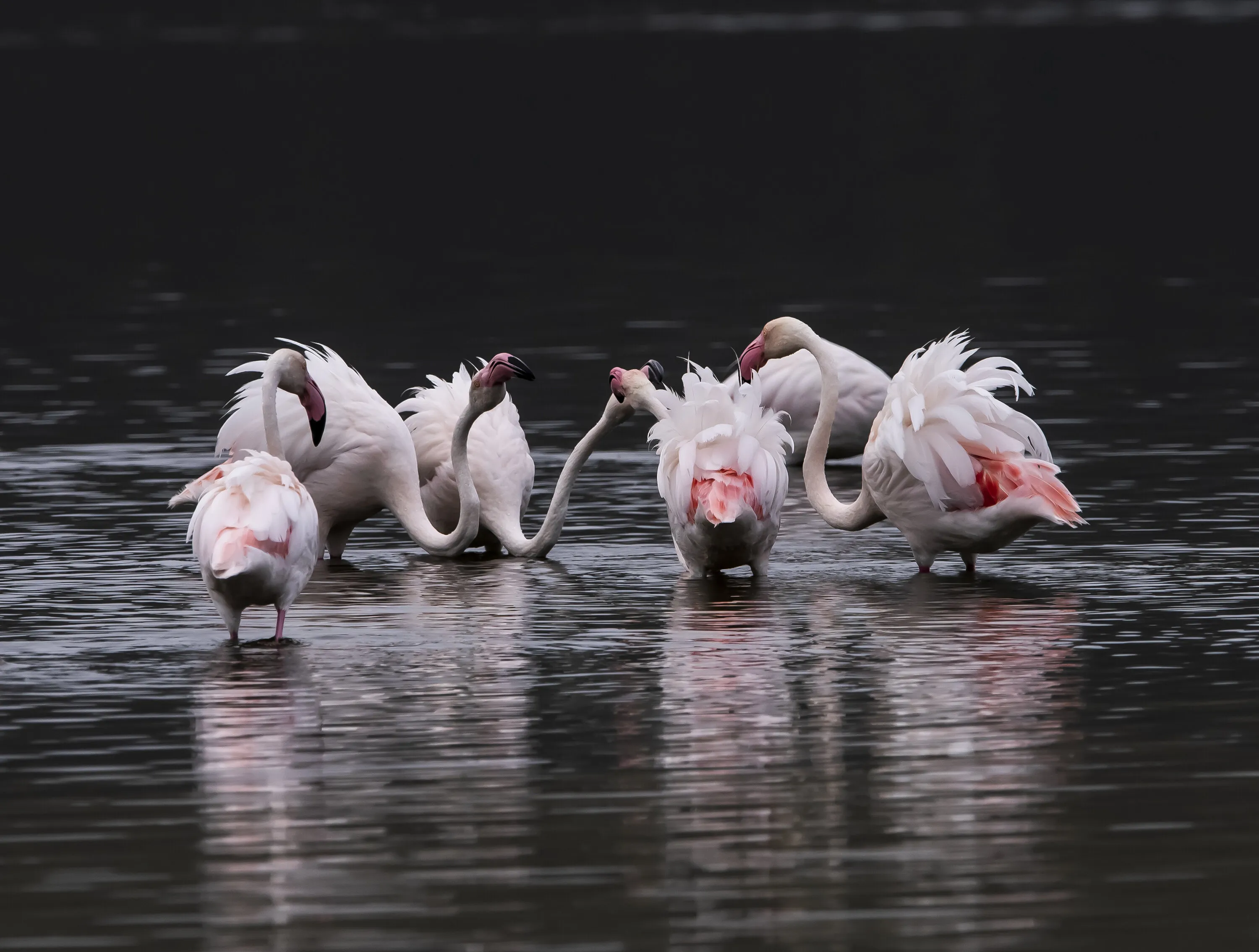 Flamingo in deep discussion