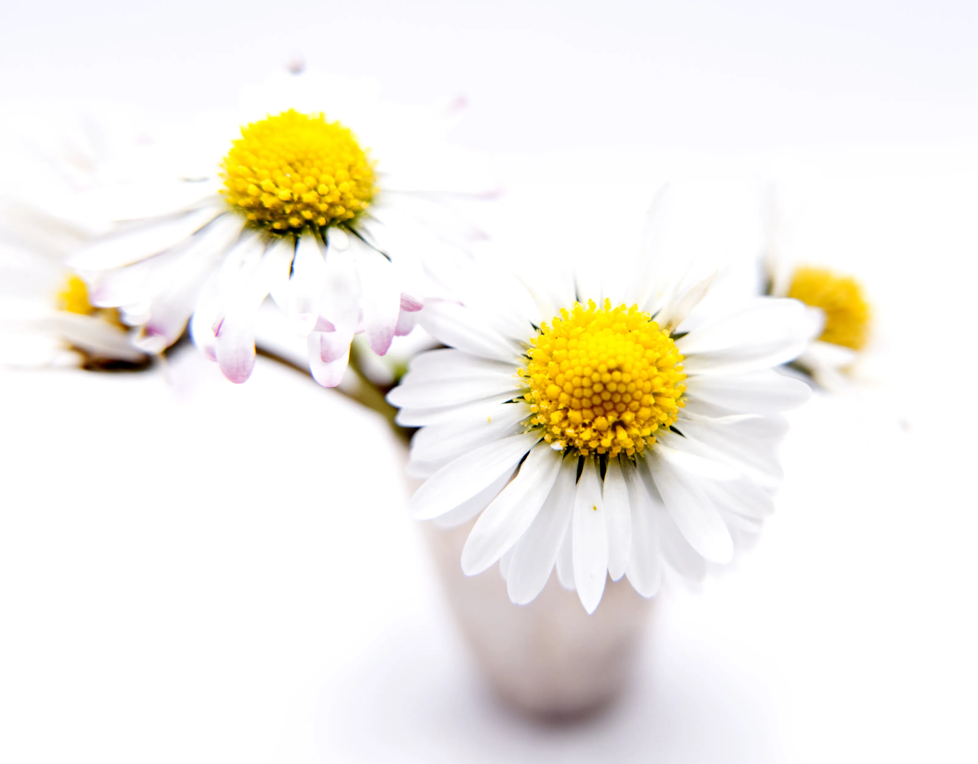 Daisy's
