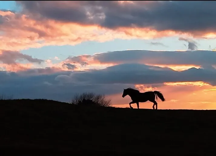 Night Horse