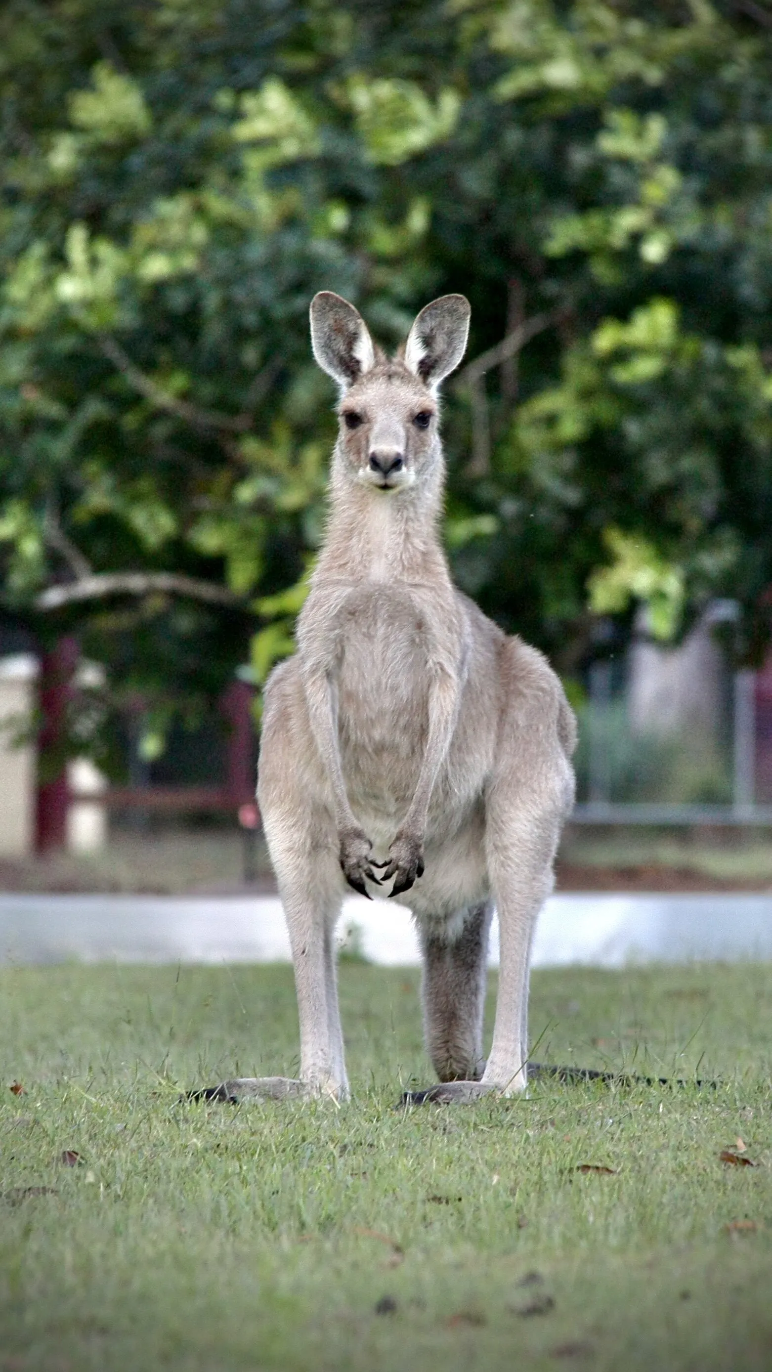 My Lawn Mower