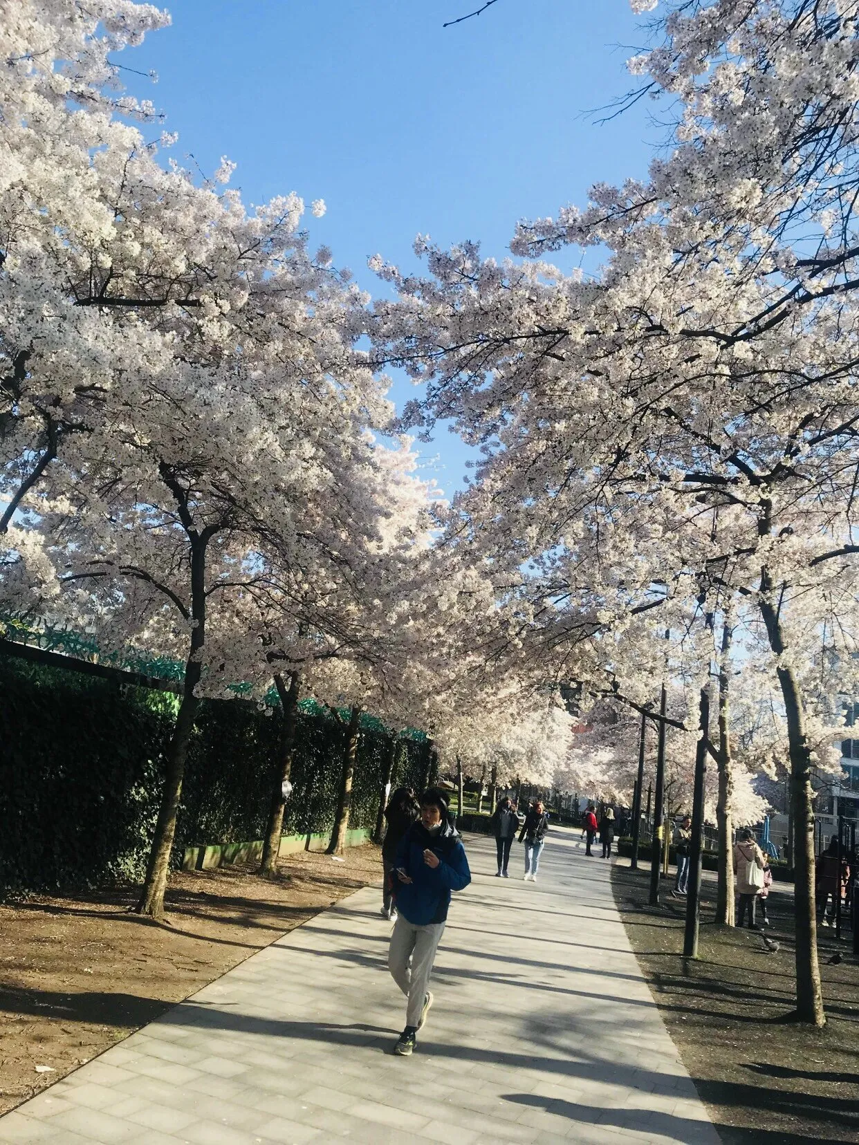 Under A Canopy
