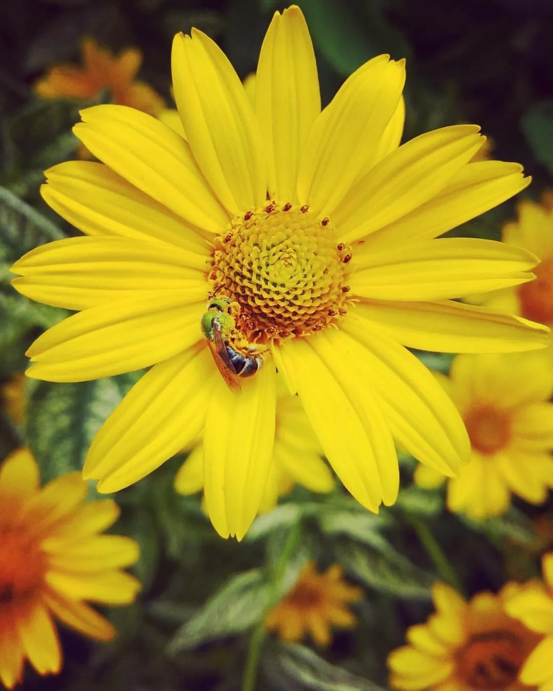 Pollen Haulin'