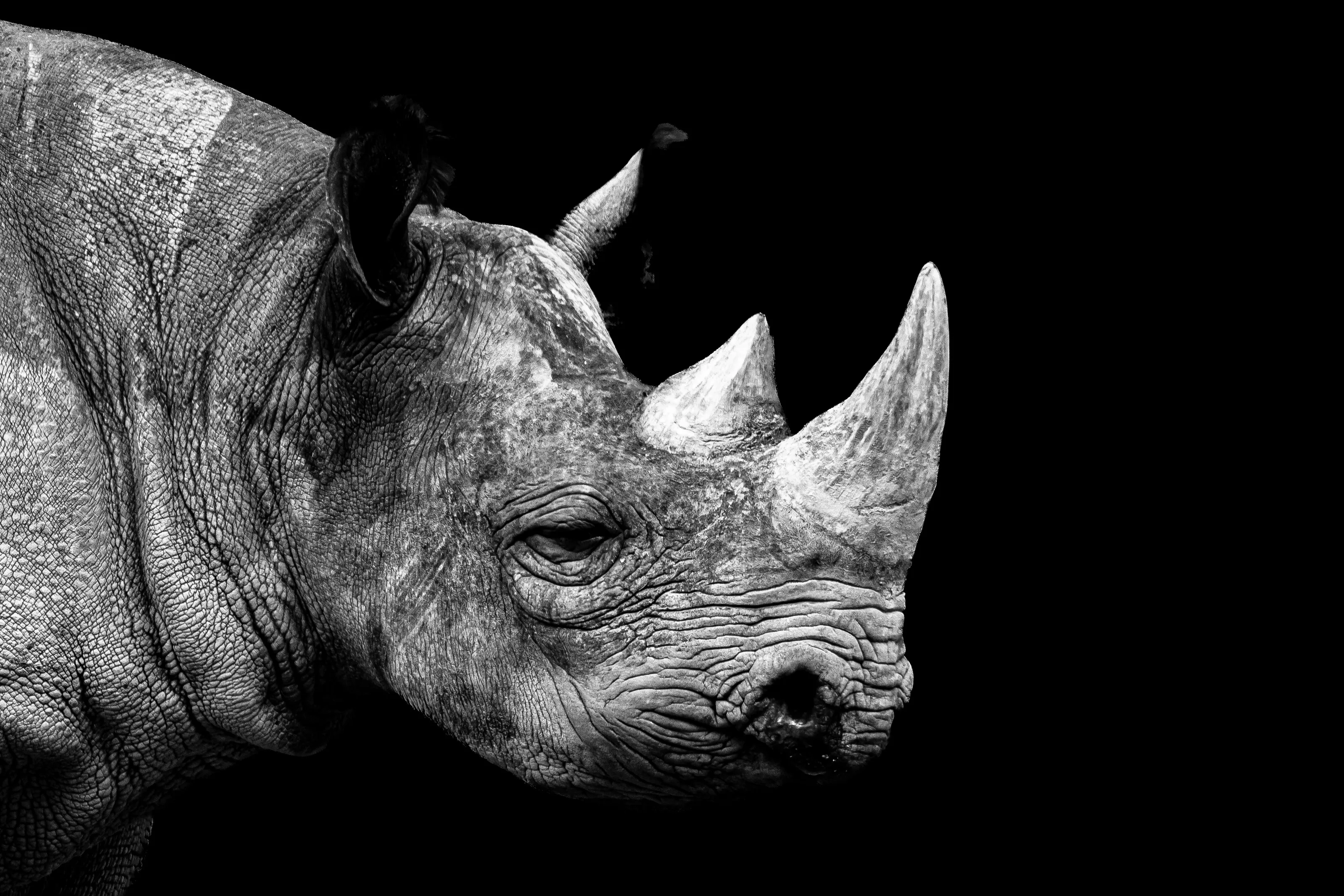 rhino - black & white