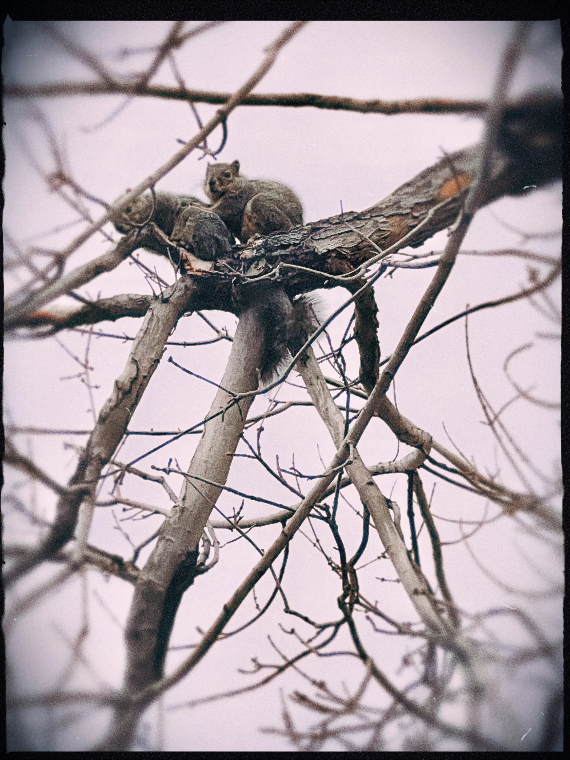 Love Birds