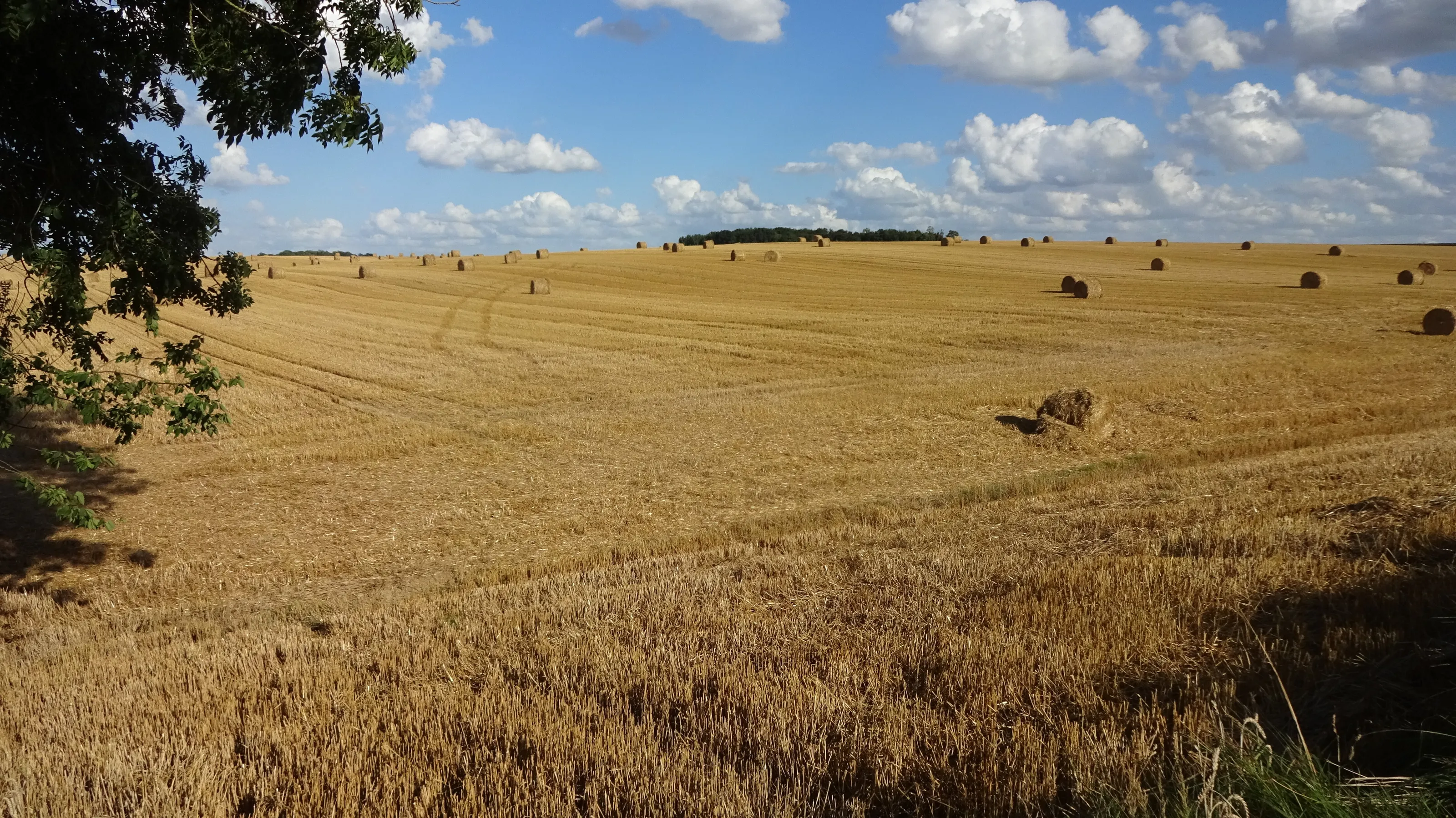 Hay bales in the countryside