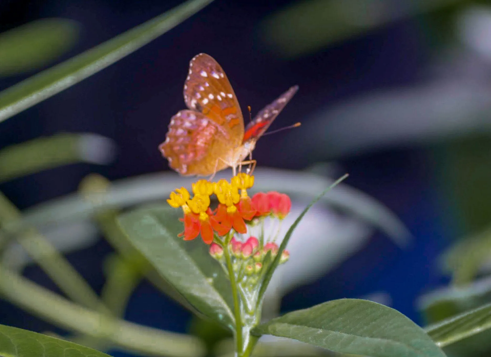 Vivid Butterfly