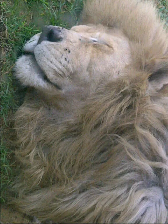 Big Cats