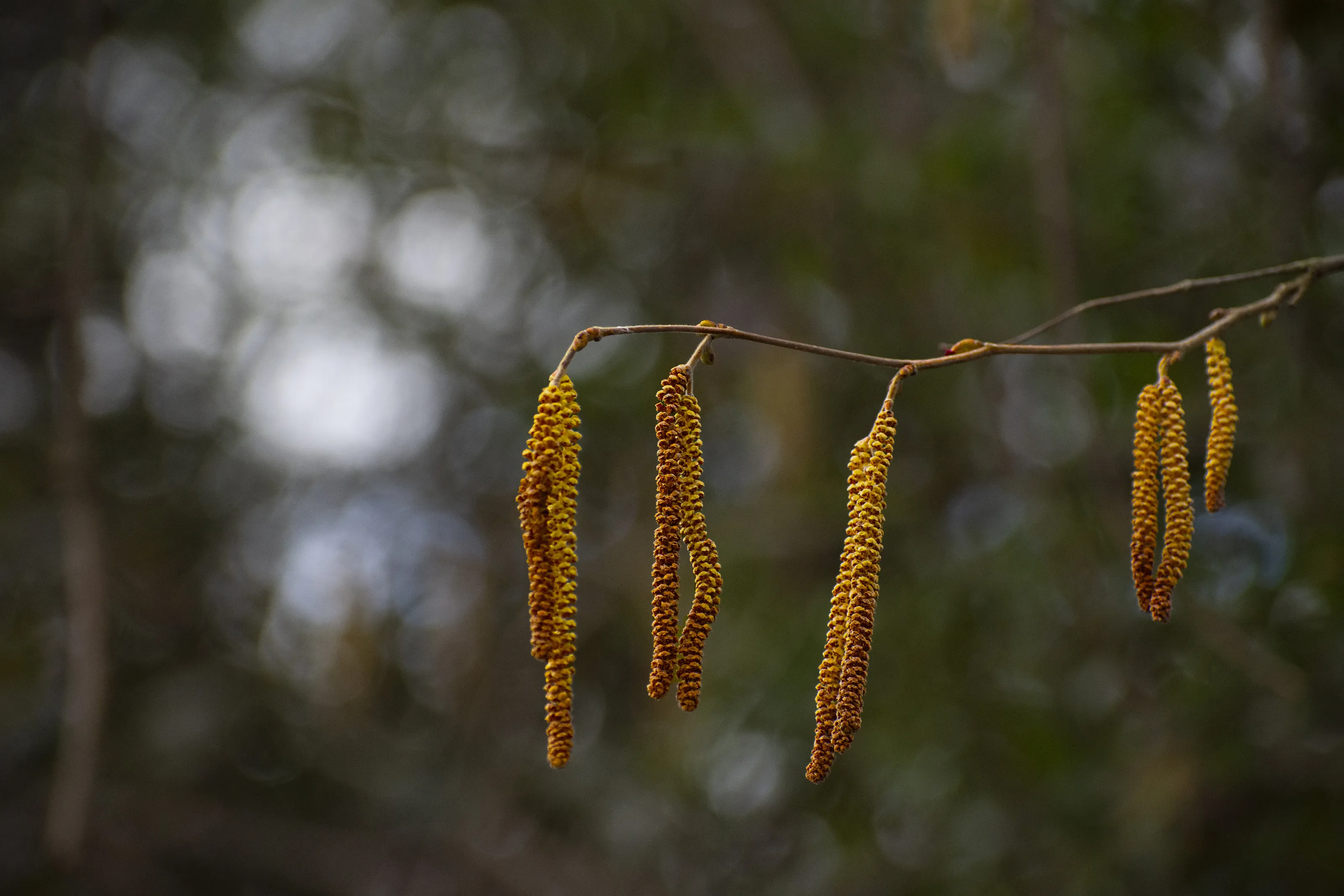Bokeh