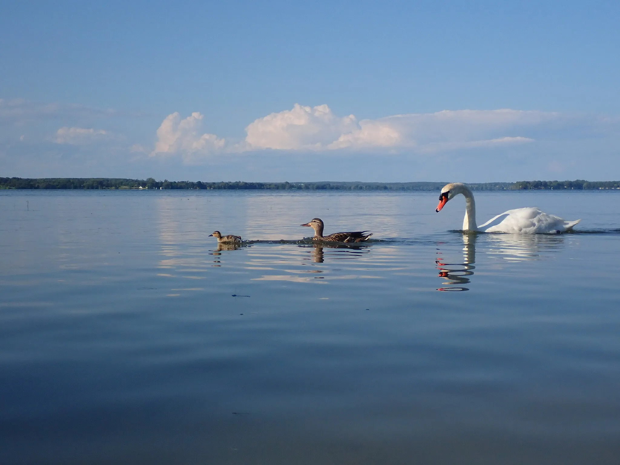 Ducks in a row