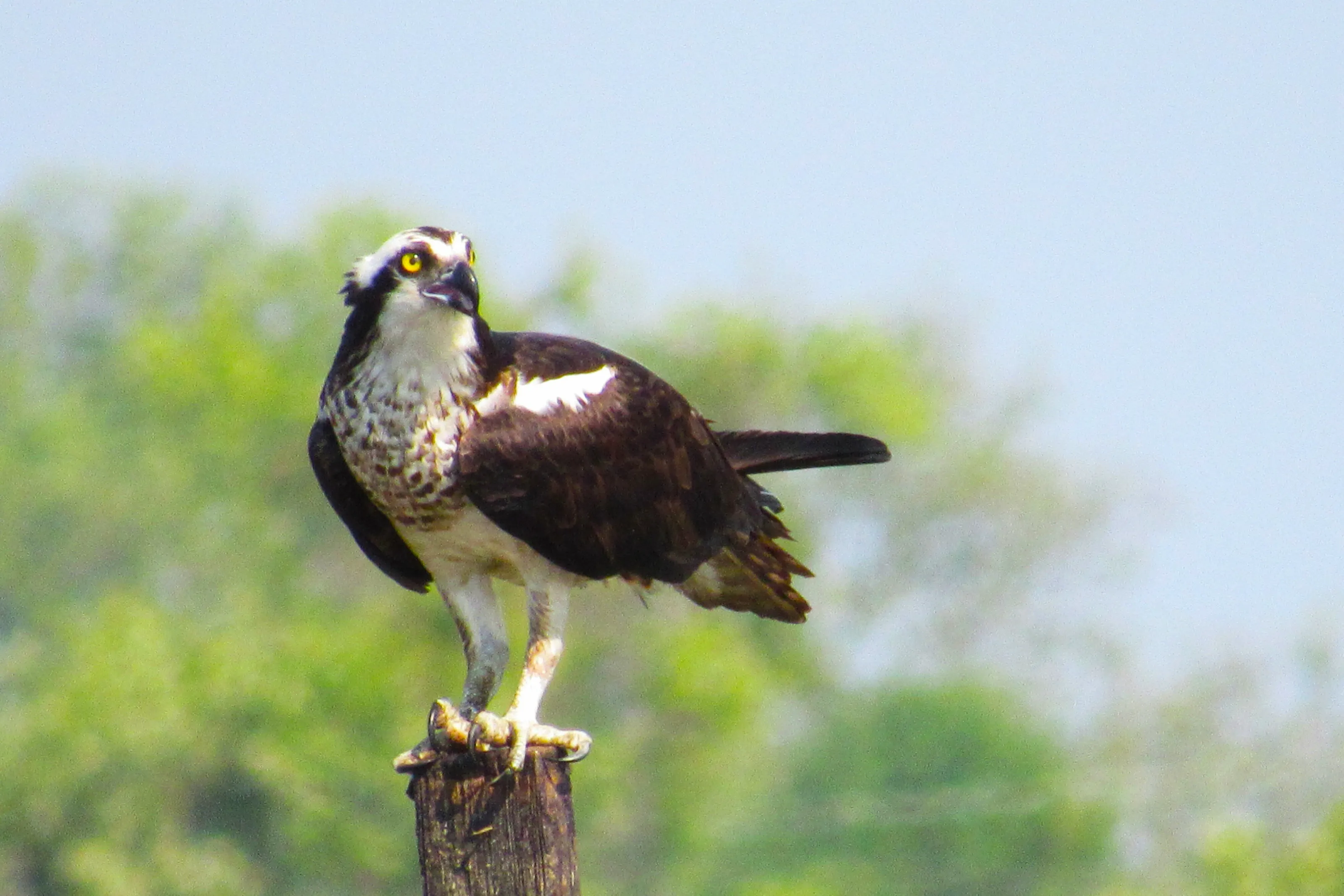 Osprey